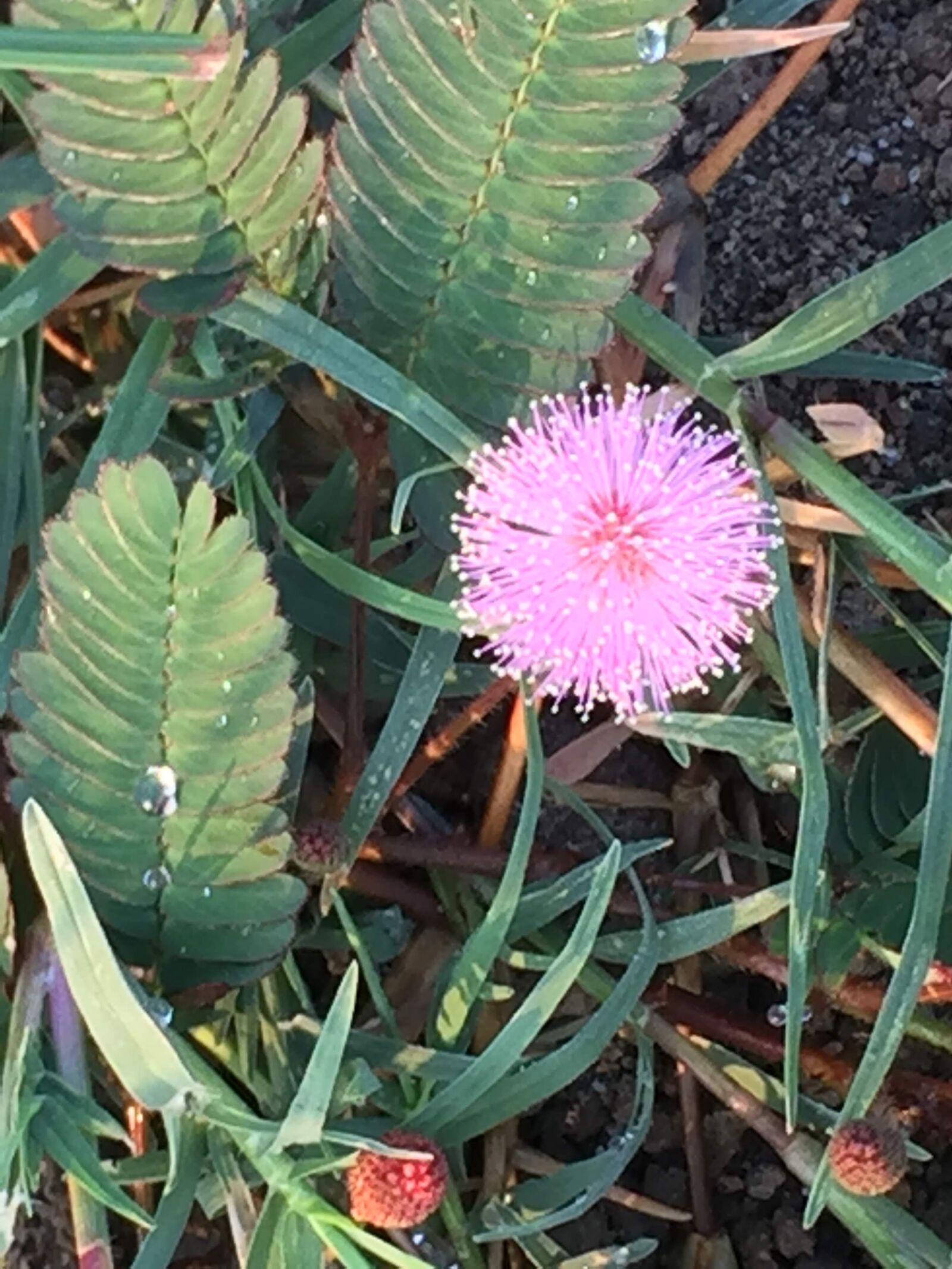 iPhone 6 back camera 4.15mm f/2.2 sample photo. Sensitive plant, shy plant photography