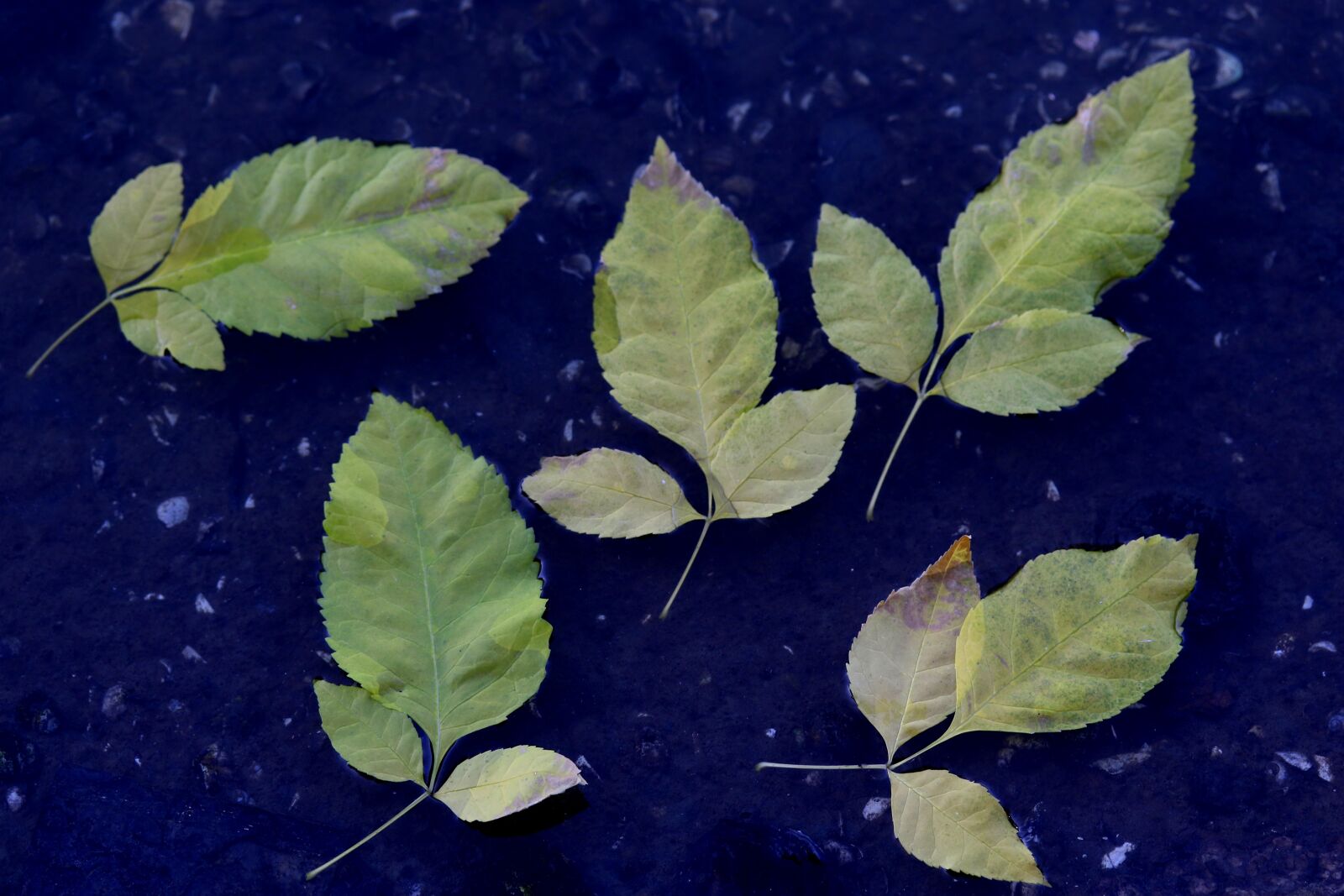 Canon EF-S 60mm F2.8 Macro USM sample photo. Leaves, yellow, water photography