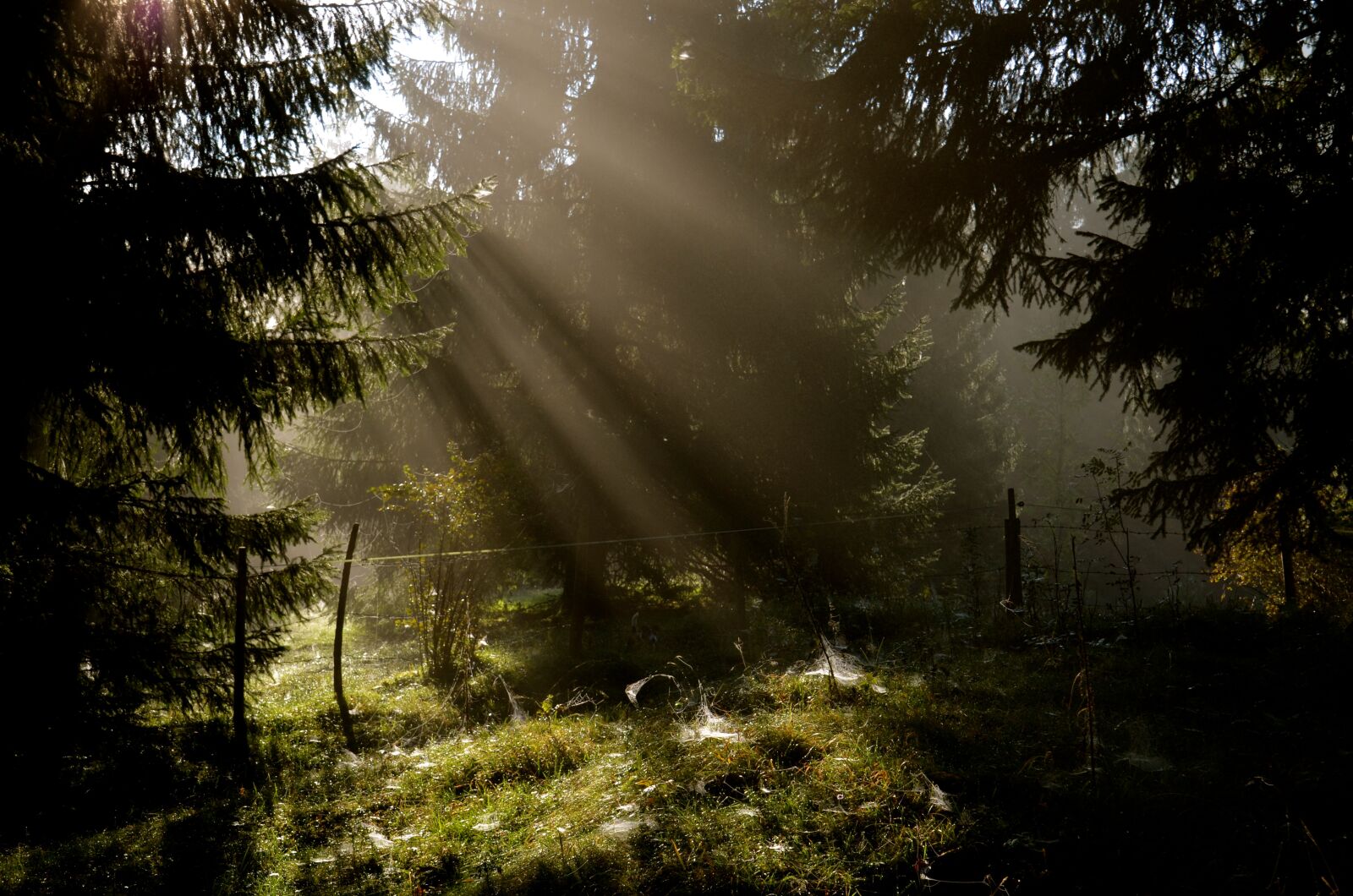 Nikon D5100 sample photo. Nature, tree, wood photography