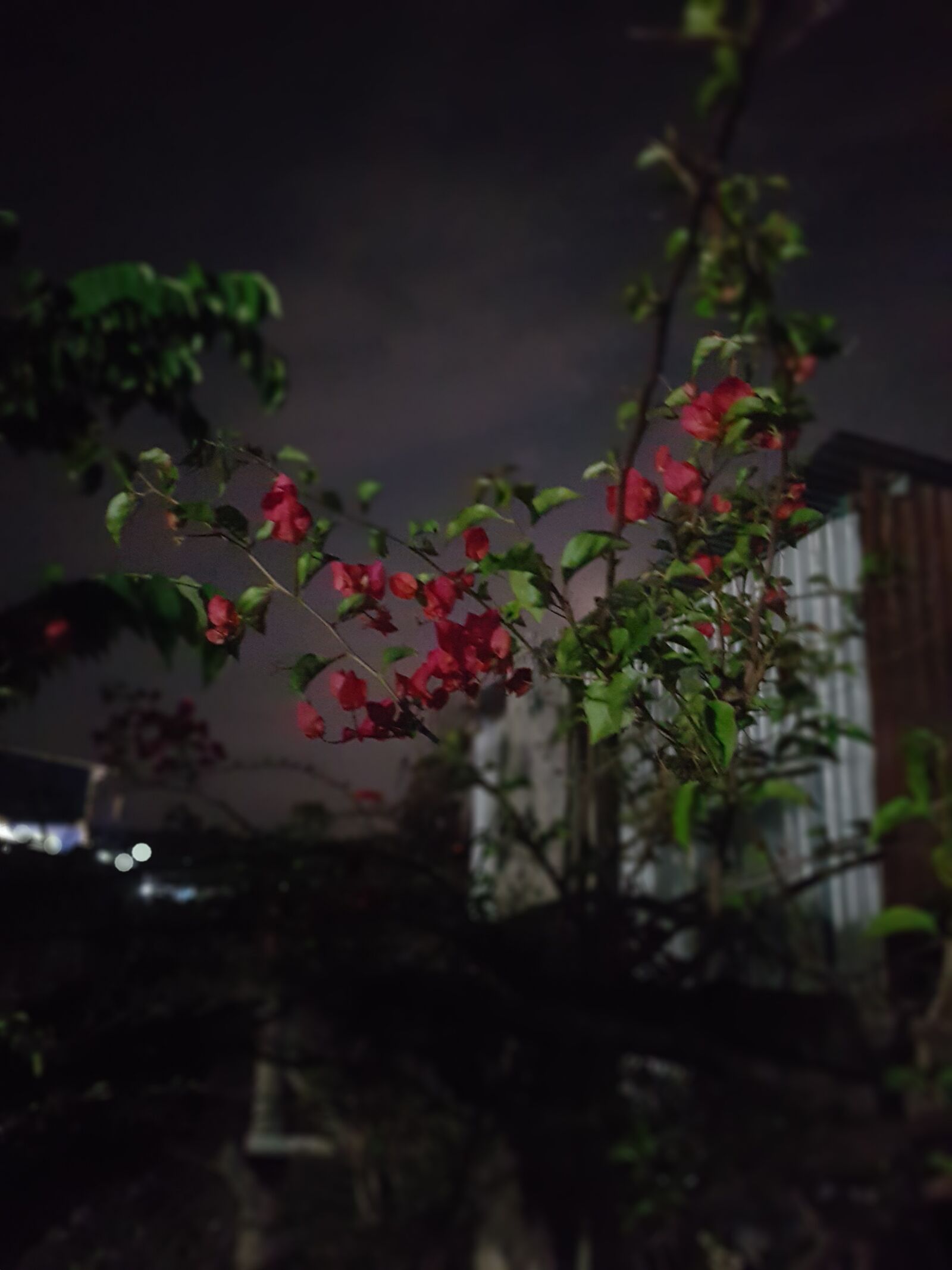 Samsung Galaxy S7 Edge sample photo. Night, flowers, house photography