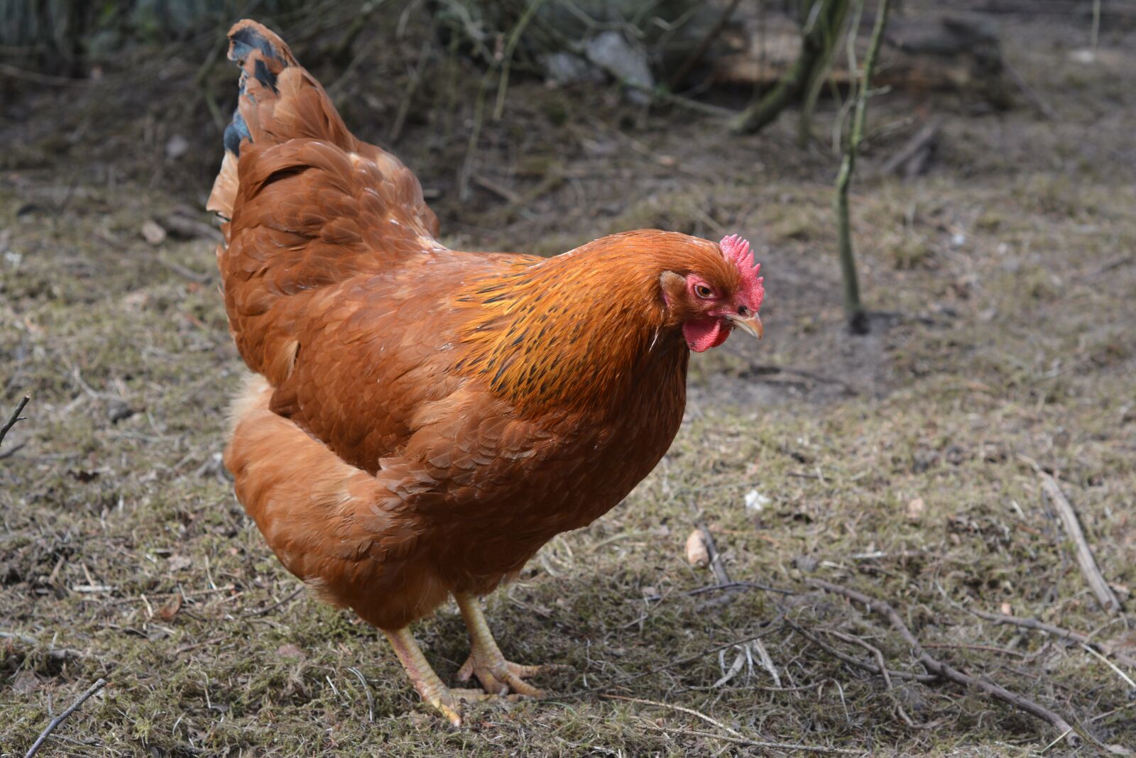Nikon D7100 sample photo. Poultry, hen, agriculture photography