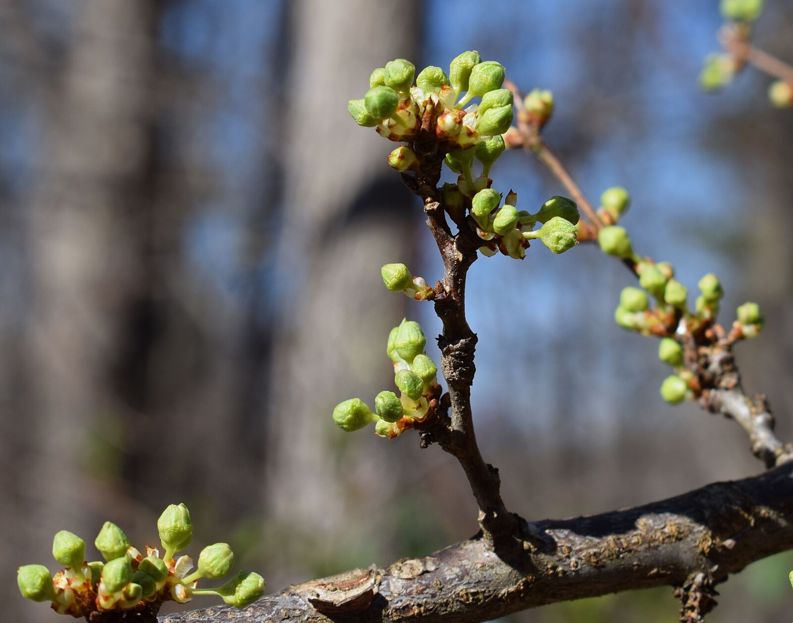 Nikon D3300 sample photo. Cherry blossom buds, bud photography