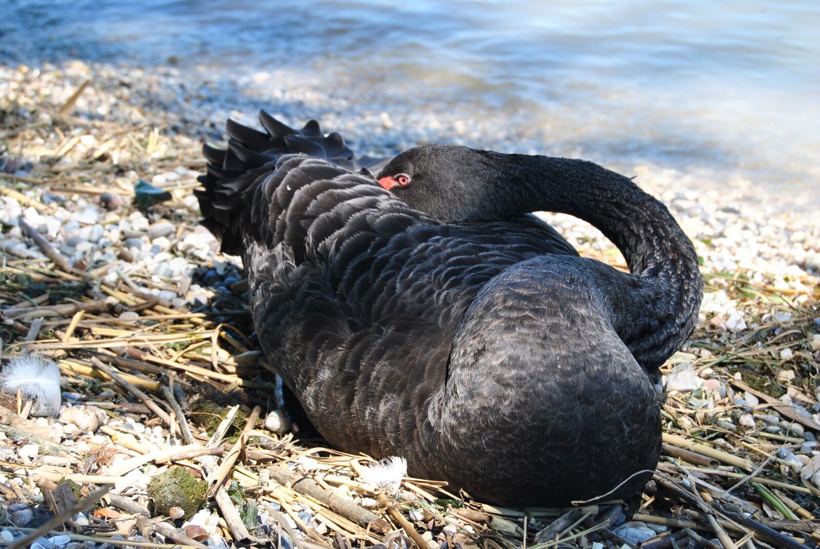 Nikon D3000 sample photo. Nature, aves, animalia photography