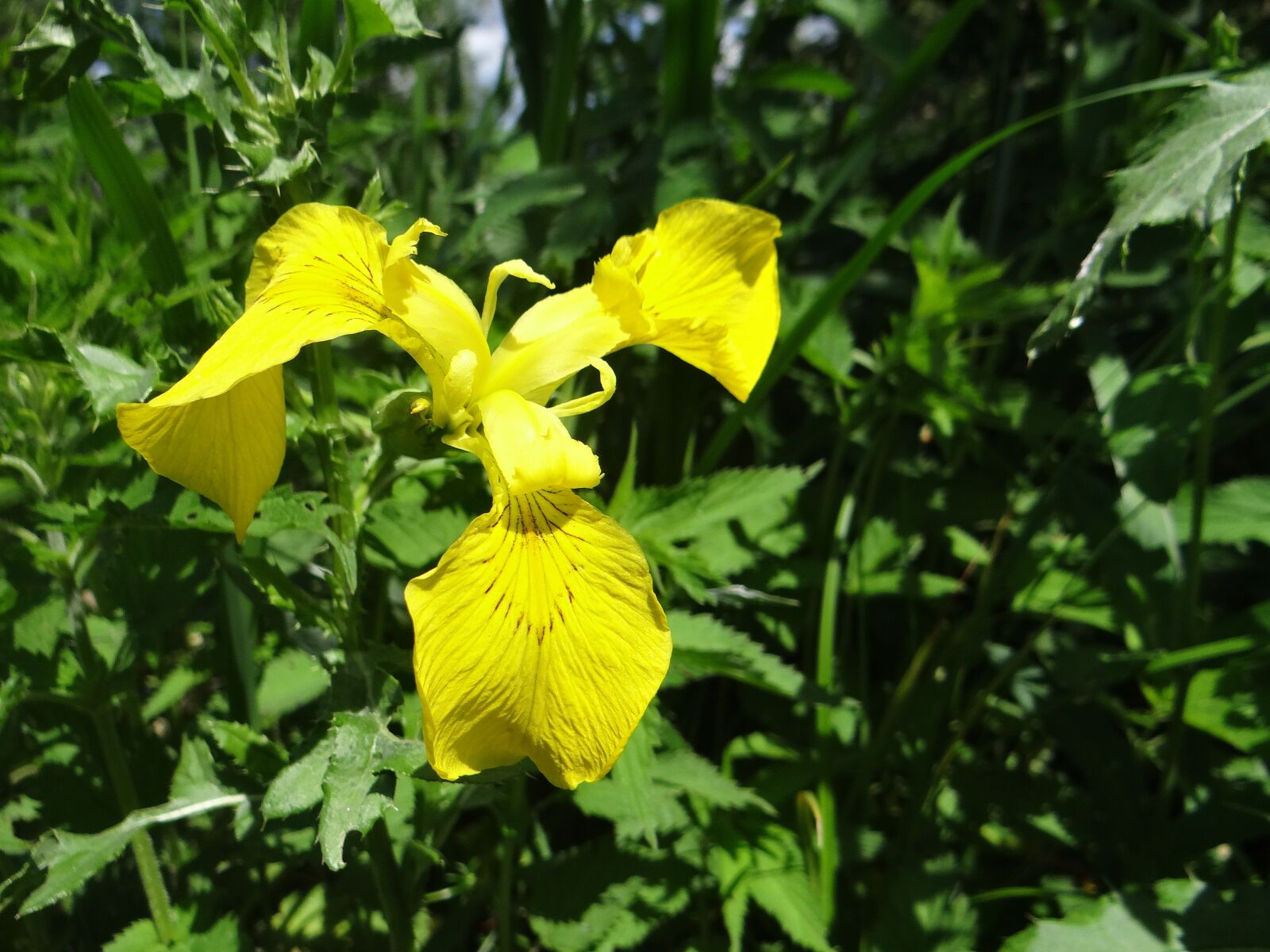 Sony DSC-HX200V sample photo. Iris, wild, riverbank photography