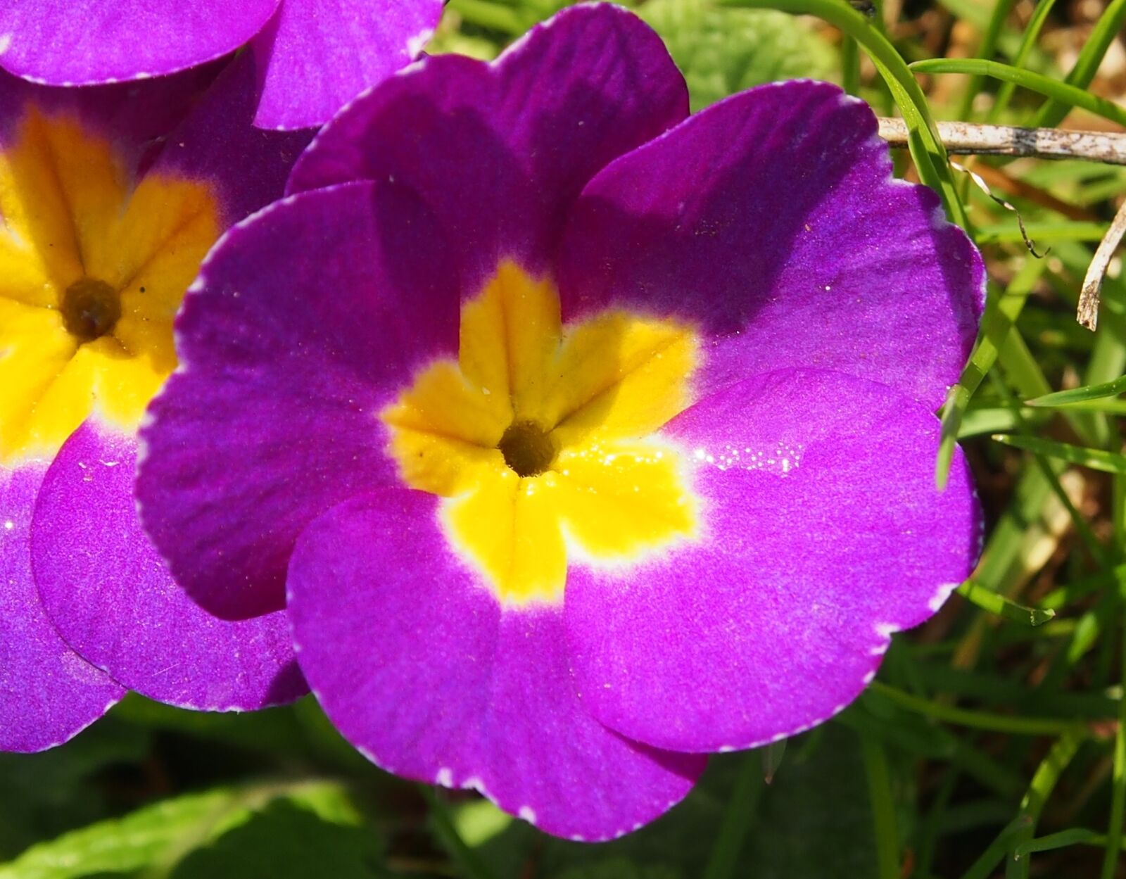 Olympus OM-D E-M5 sample photo. Cowslip, purple, white photography