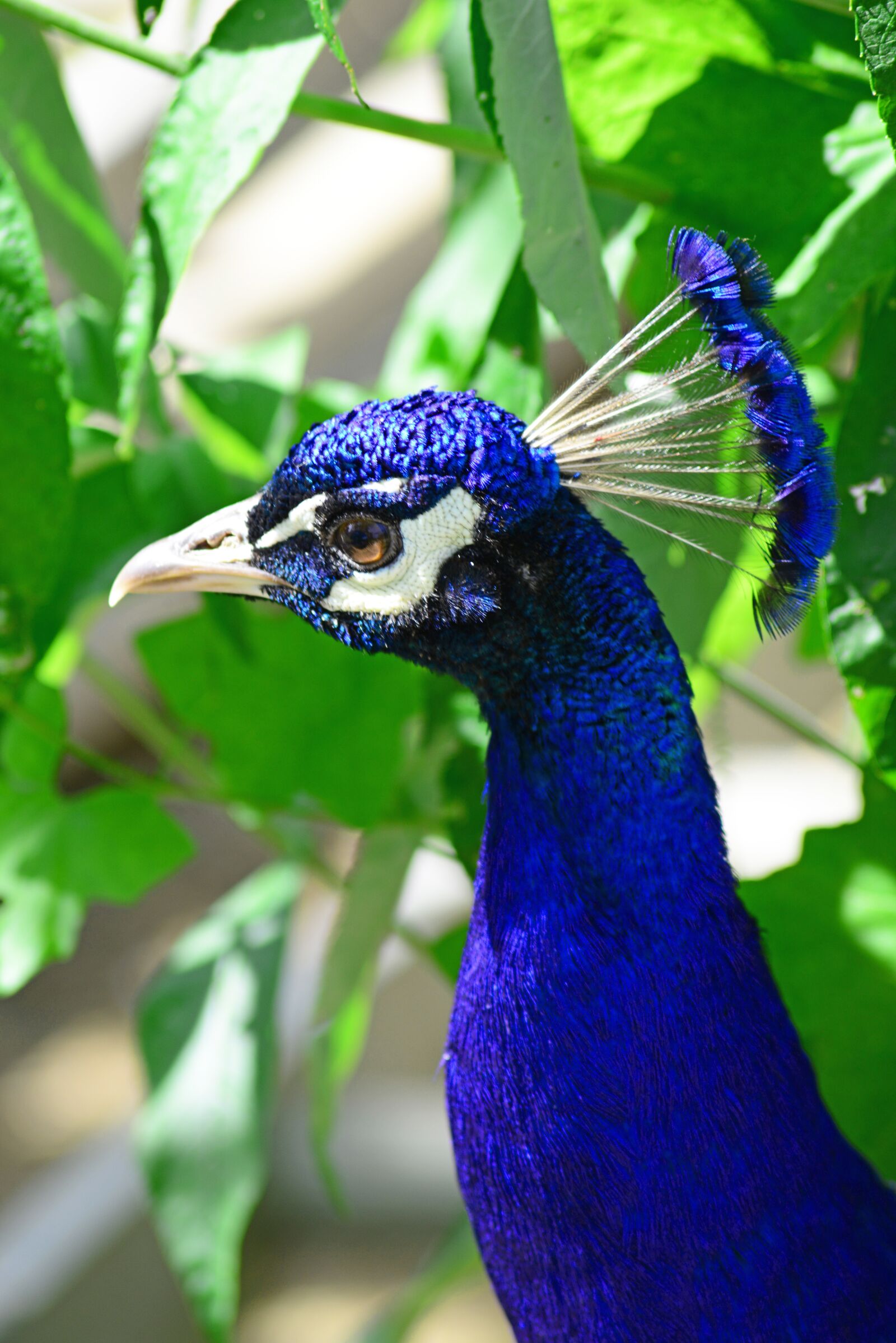 Nikon D800 sample photo. Peacock, male bird, blue photography