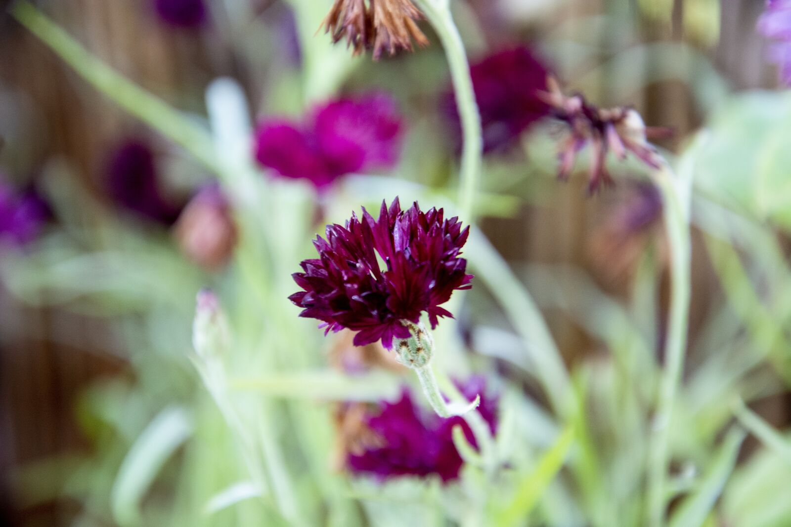 Nikon D7100 sample photo. Flora, flower, nature photography
