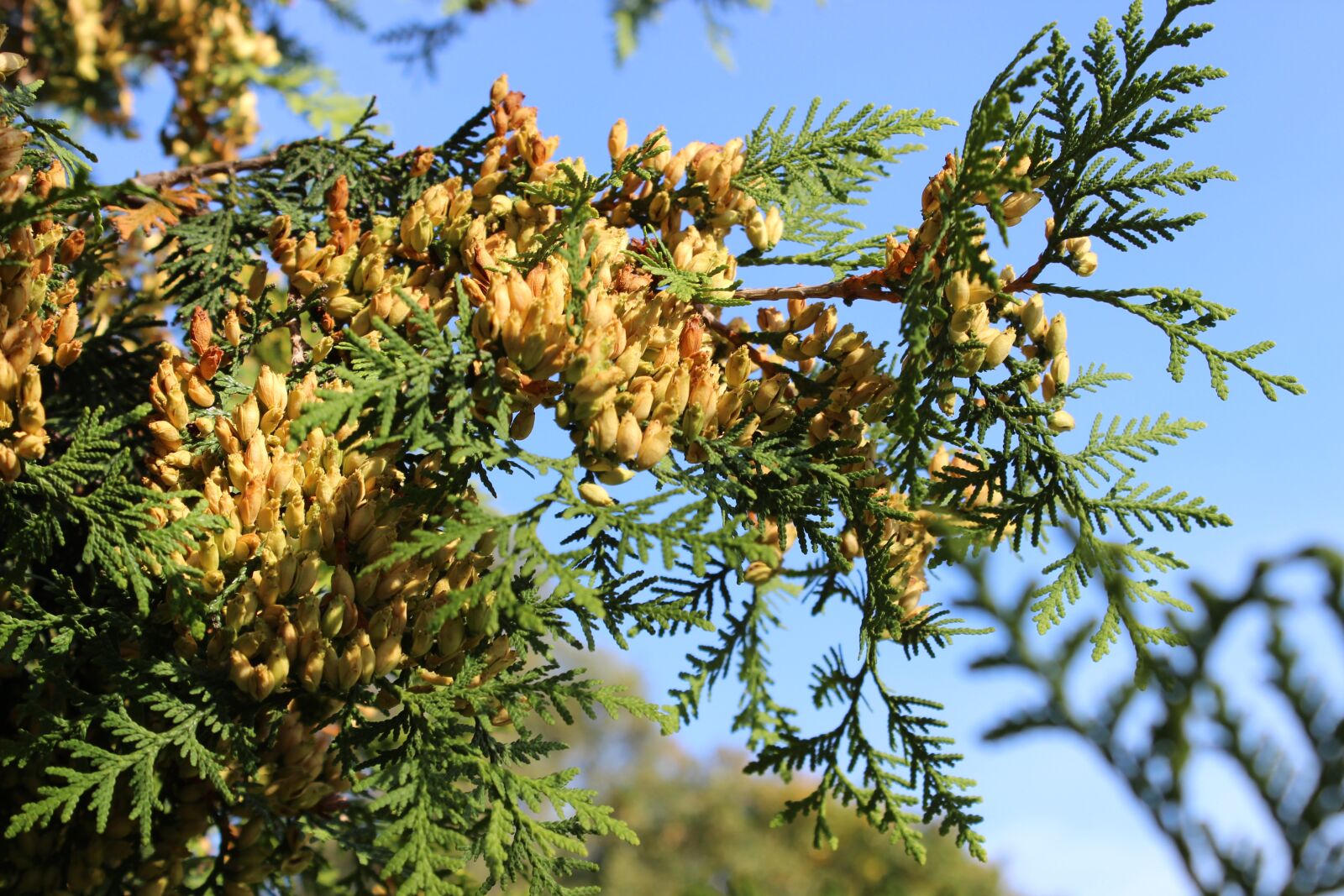 Canon EOS 600D (Rebel EOS T3i / EOS Kiss X5) sample photo. Inflorescence, ornamental shrub, garden photography