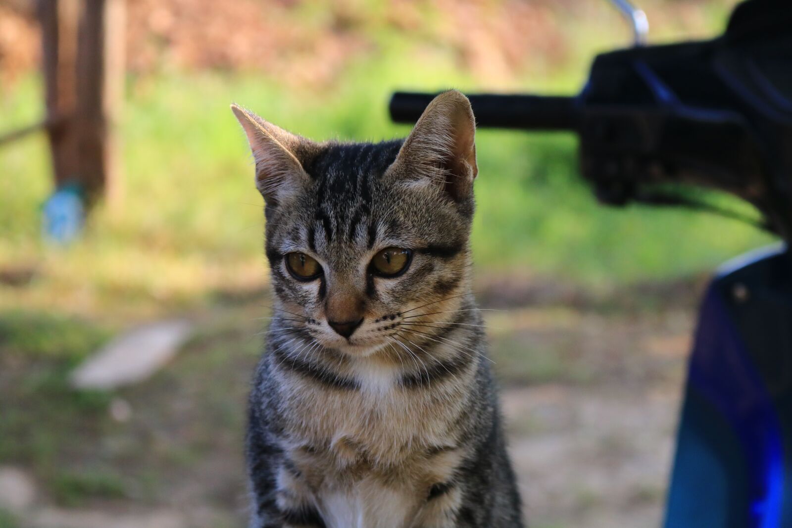 Canon EOS 750D (EOS Rebel T6i / EOS Kiss X8i) sample photo. Cat, eyes, face photography
