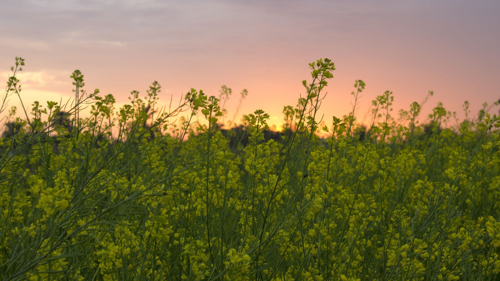 Canon EOS 600D (Rebel EOS T3i / EOS Kiss X5) sample photo. Garden, yellow flower, farming photography