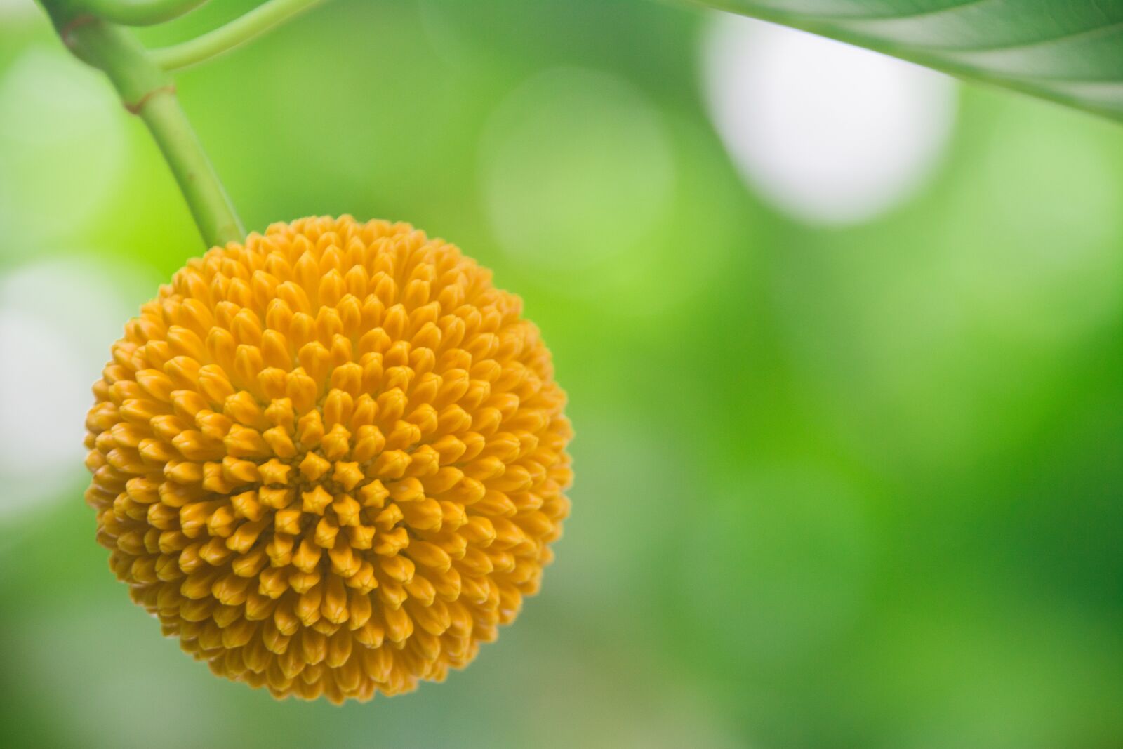 Nikon D5200 sample photo. Flower, blooming, nature photography