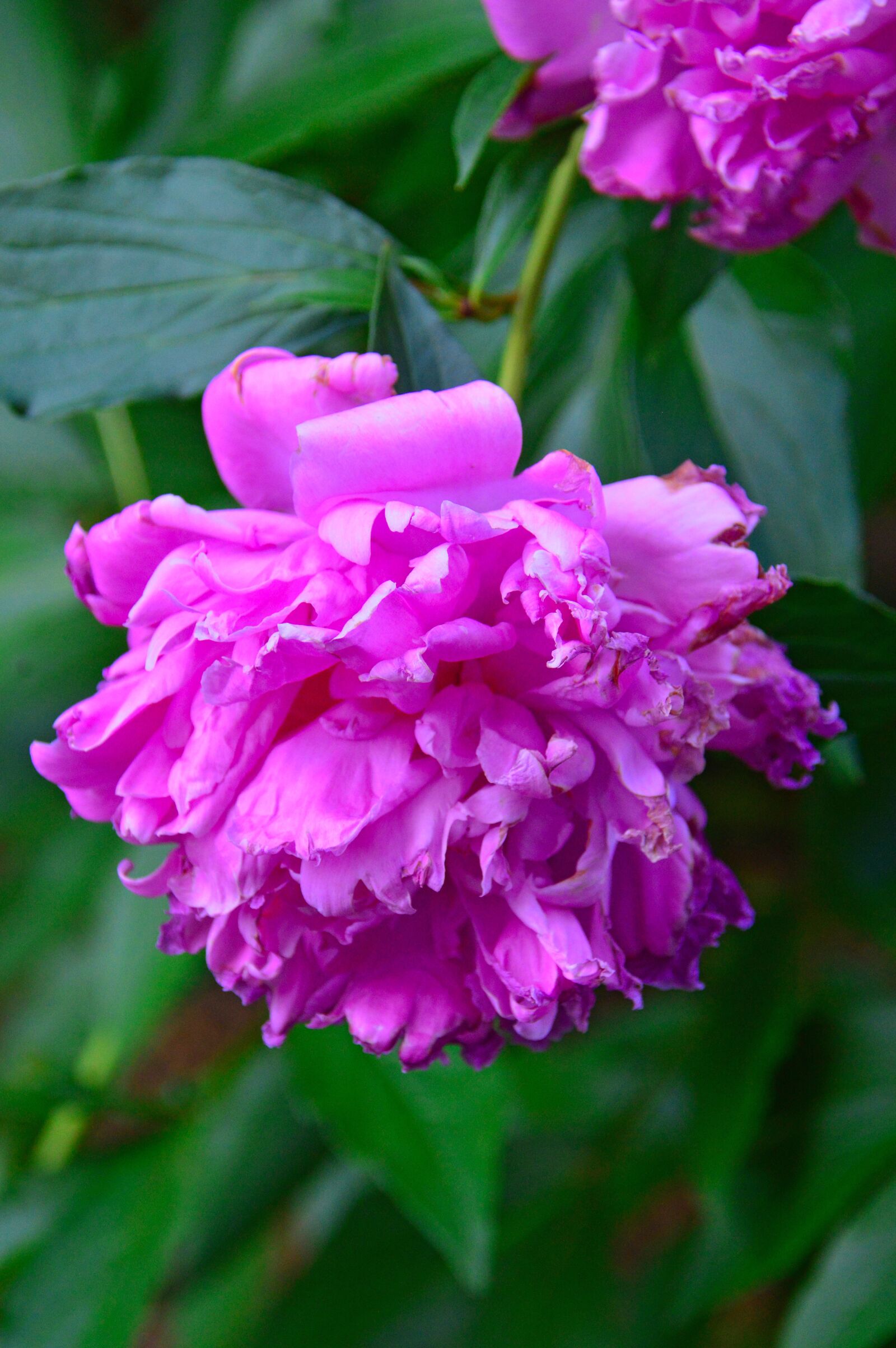 Nikon D3200 sample photo. Pink, rose, peony photography