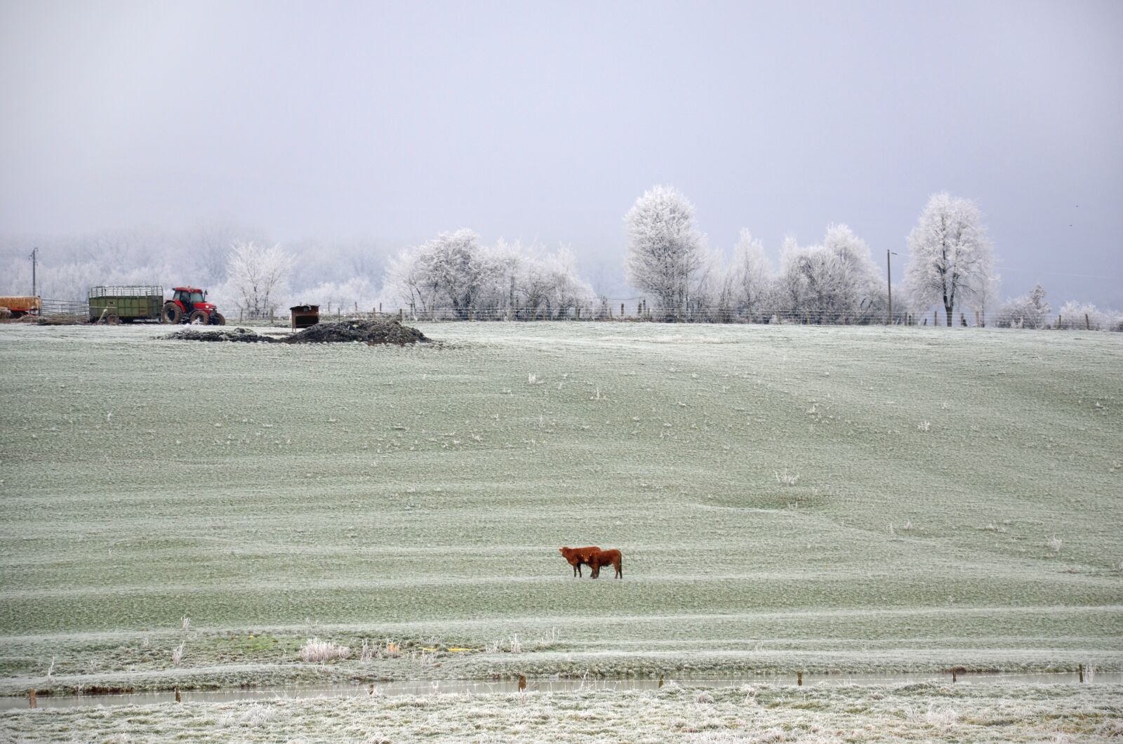 Nikon D5100 sample photo. Frost, winter, cold photography