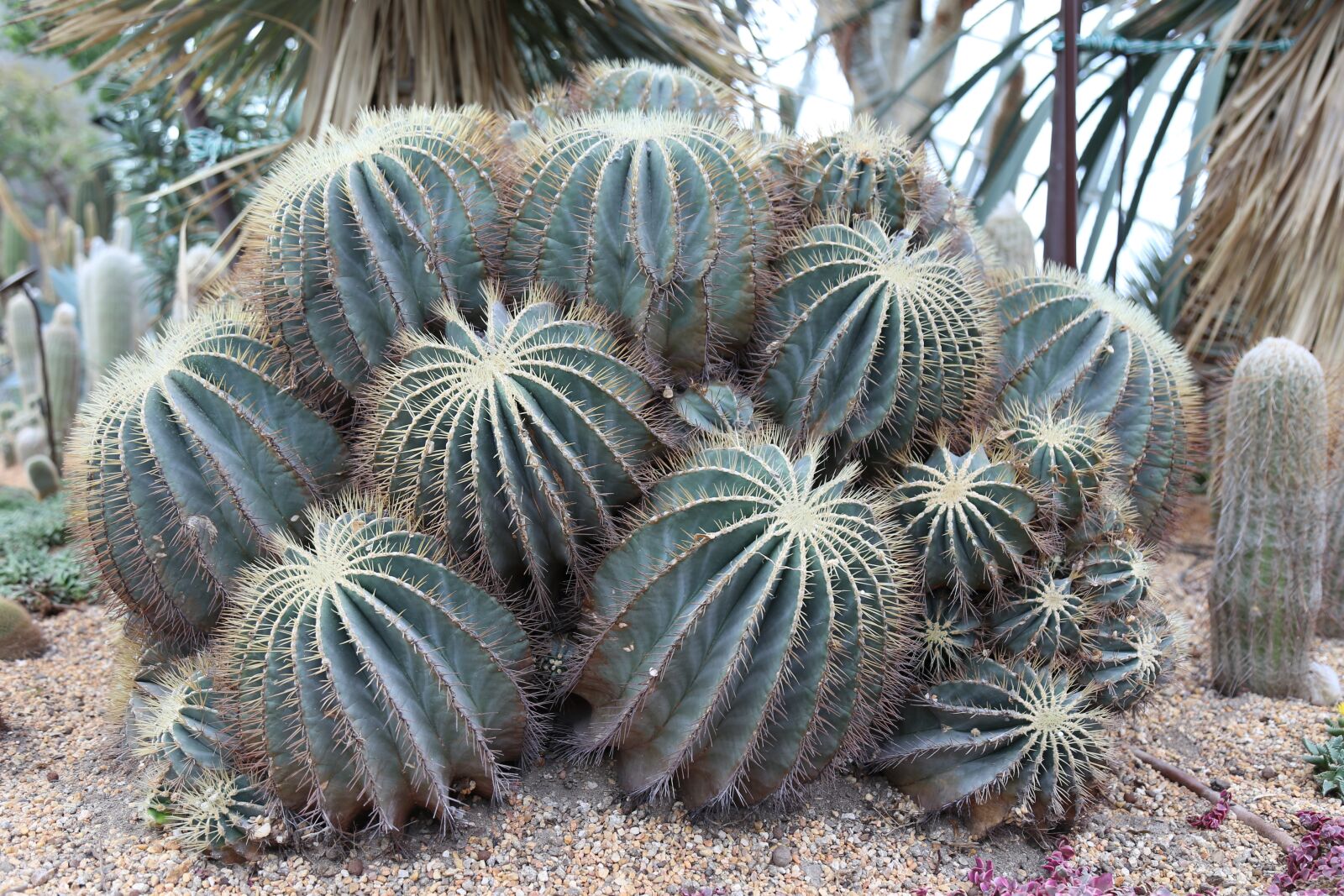 Canon EOS 6D + Canon EF 24-105mm F4L IS USM sample photo. Plants, nature, cactus photography