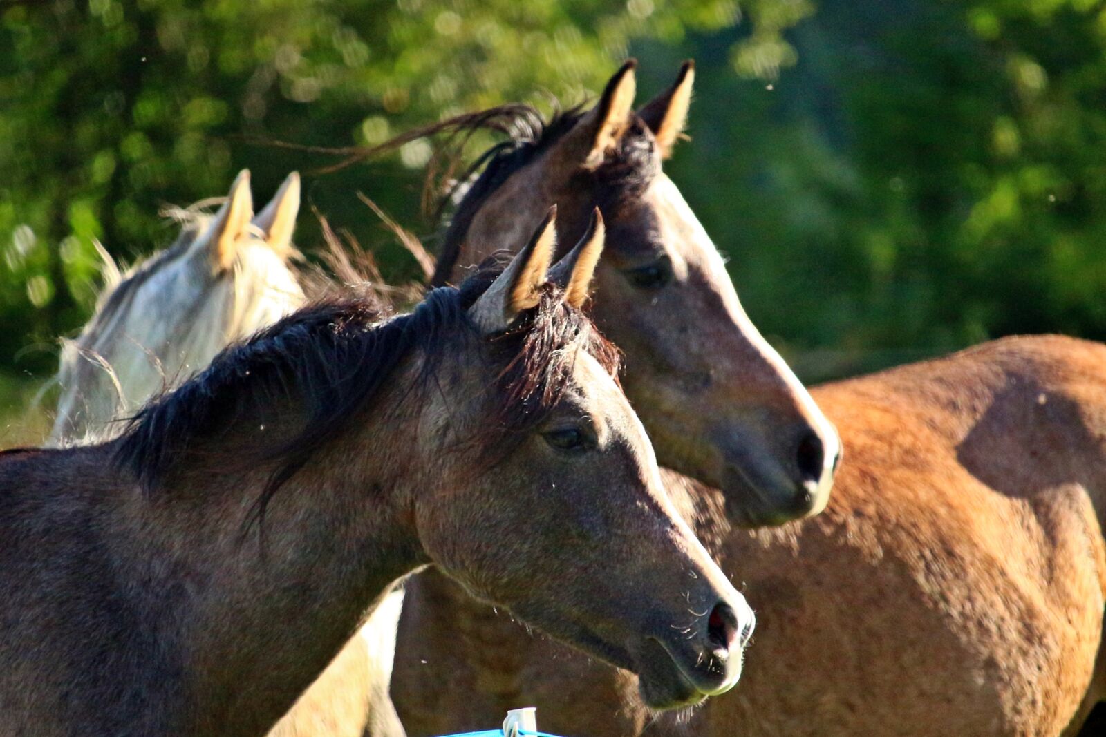 Canon EOS 100D (EOS Rebel SL1 / EOS Kiss X7) sample photo. Horse, horse head, thoroughbred photography