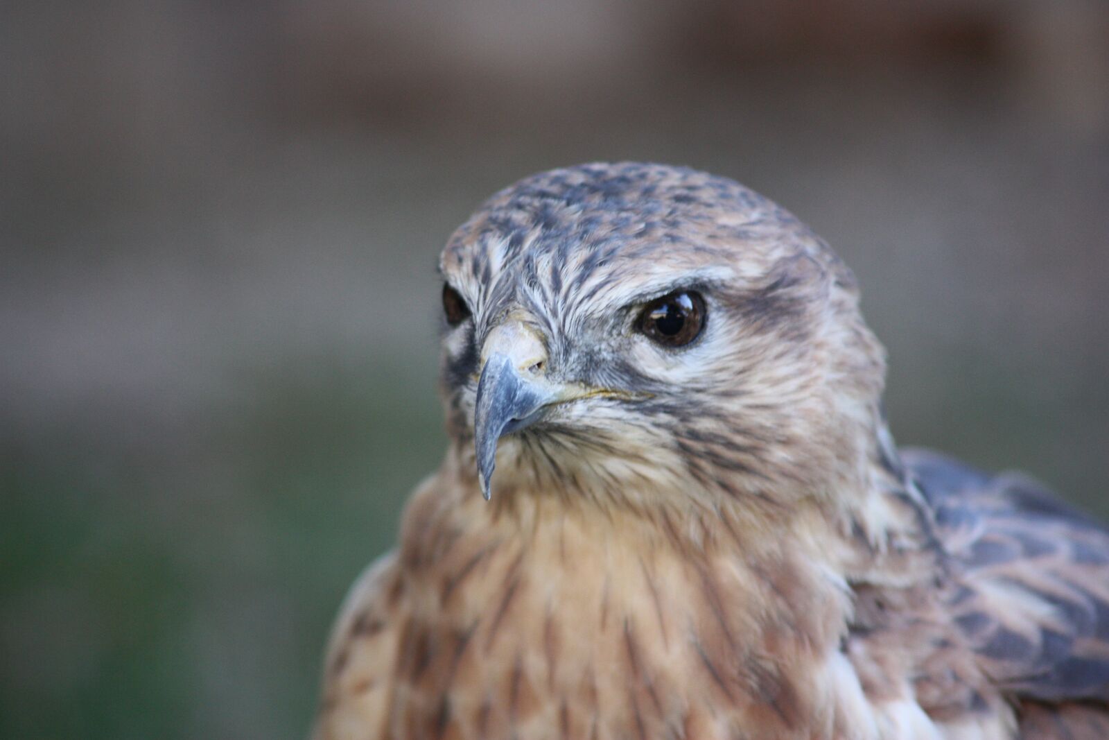 Canon EOS 450D (EOS Rebel XSi / EOS Kiss X2) sample photo. Bird, raptor, beak photography