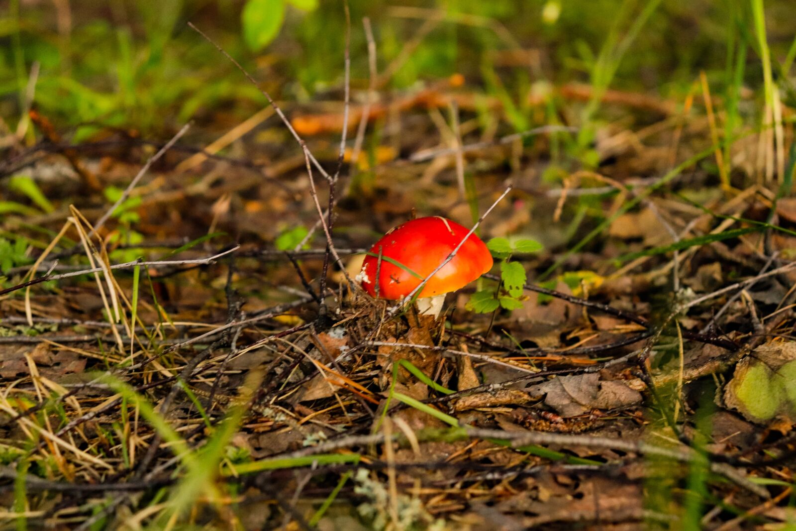 Canon EOS 200D (EOS Rebel SL2 / EOS Kiss X9) sample photo. Forest, mushroom, mushrooms photography