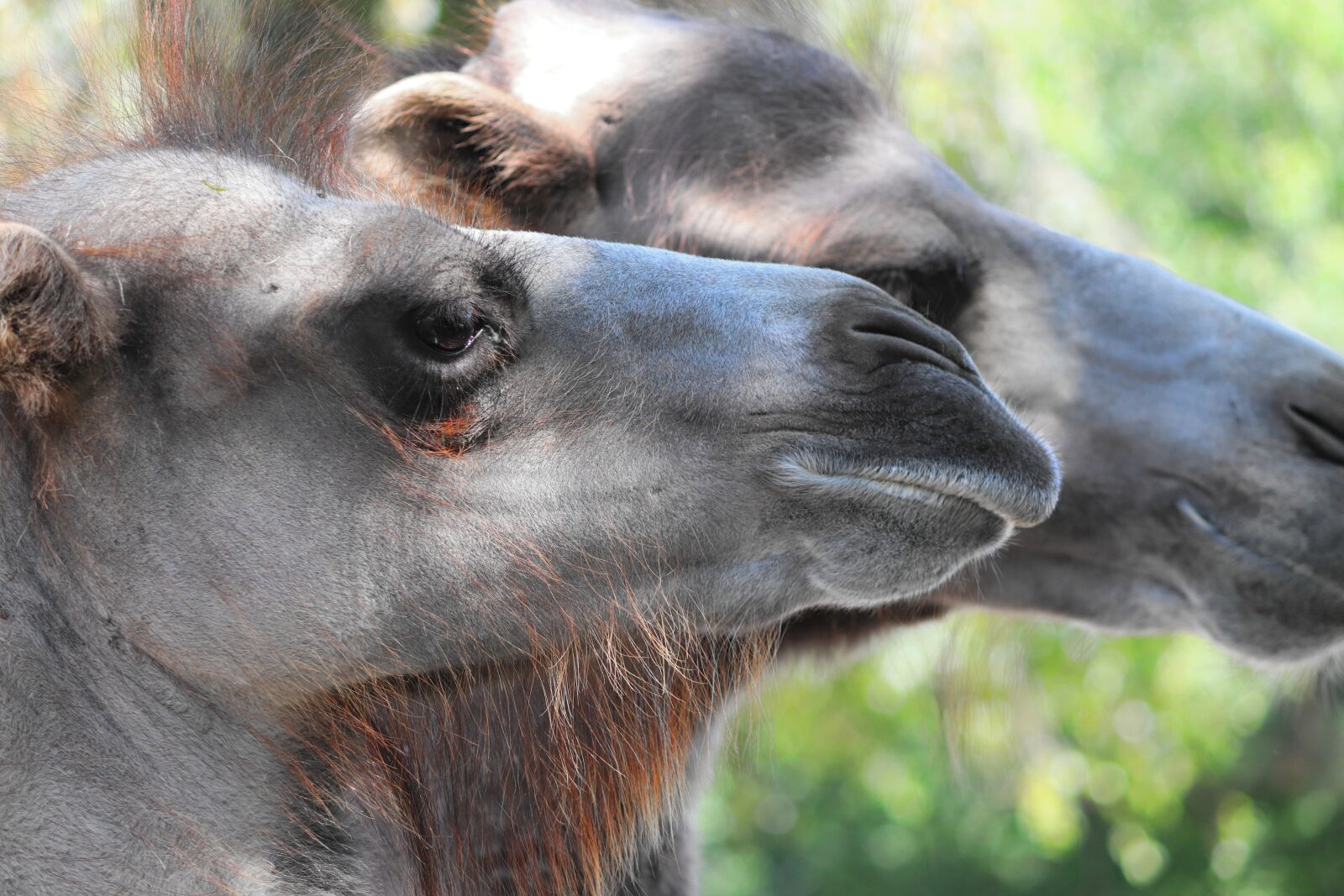 Canon EOS 200D (EOS Rebel SL2 / EOS Kiss X9) sample photo. Camel, camelus ferus, head photography