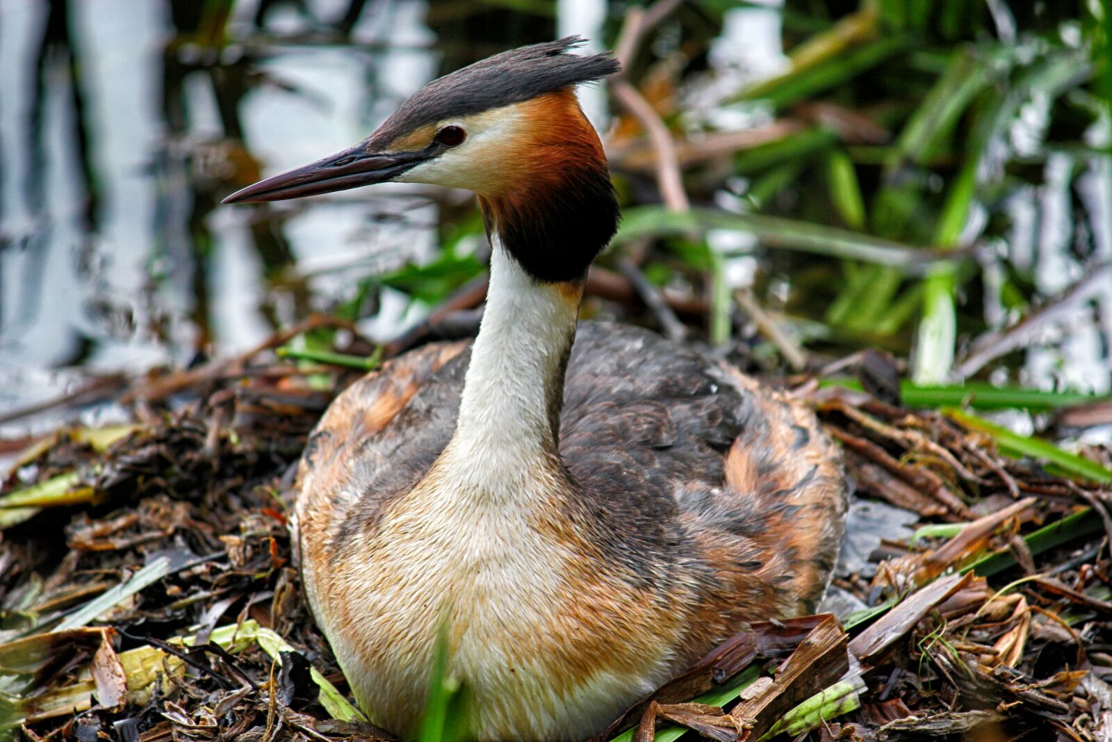 Canon EOS 550D (EOS Rebel T2i / EOS Kiss X4) sample photo. Great crested grebe, nest photography