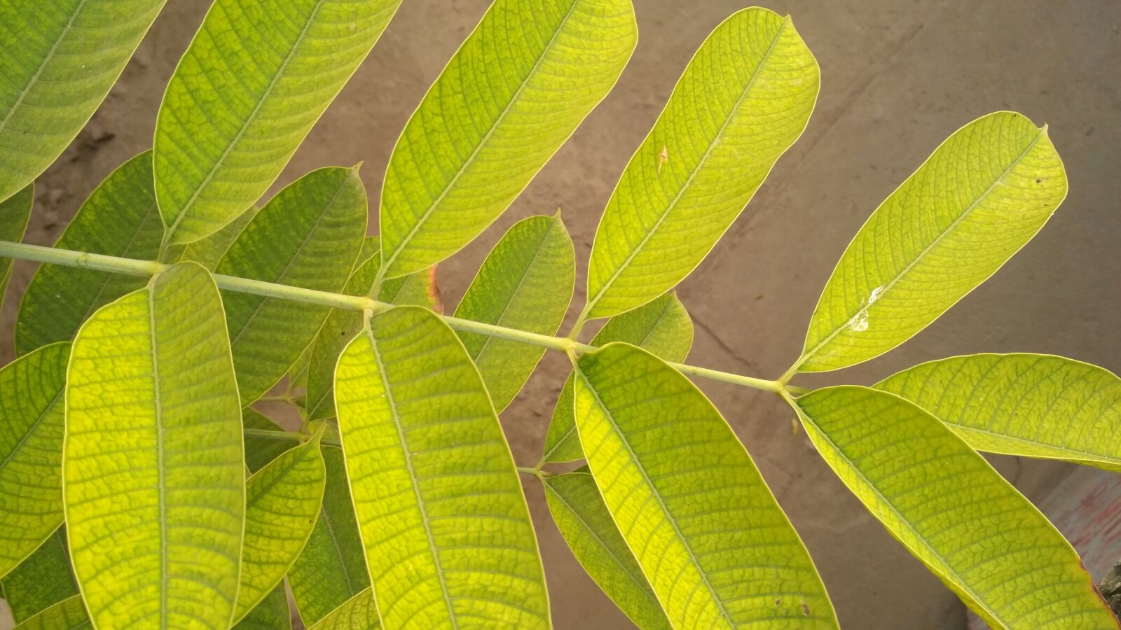 Xiaomi Redmi 3S sample photo. Green leaves, green plant photography