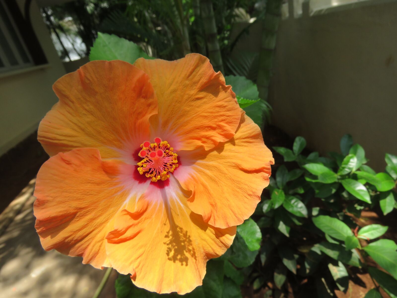 Canon PowerShot SX60 HS sample photo. Hibiscus, flower, hawaii photography