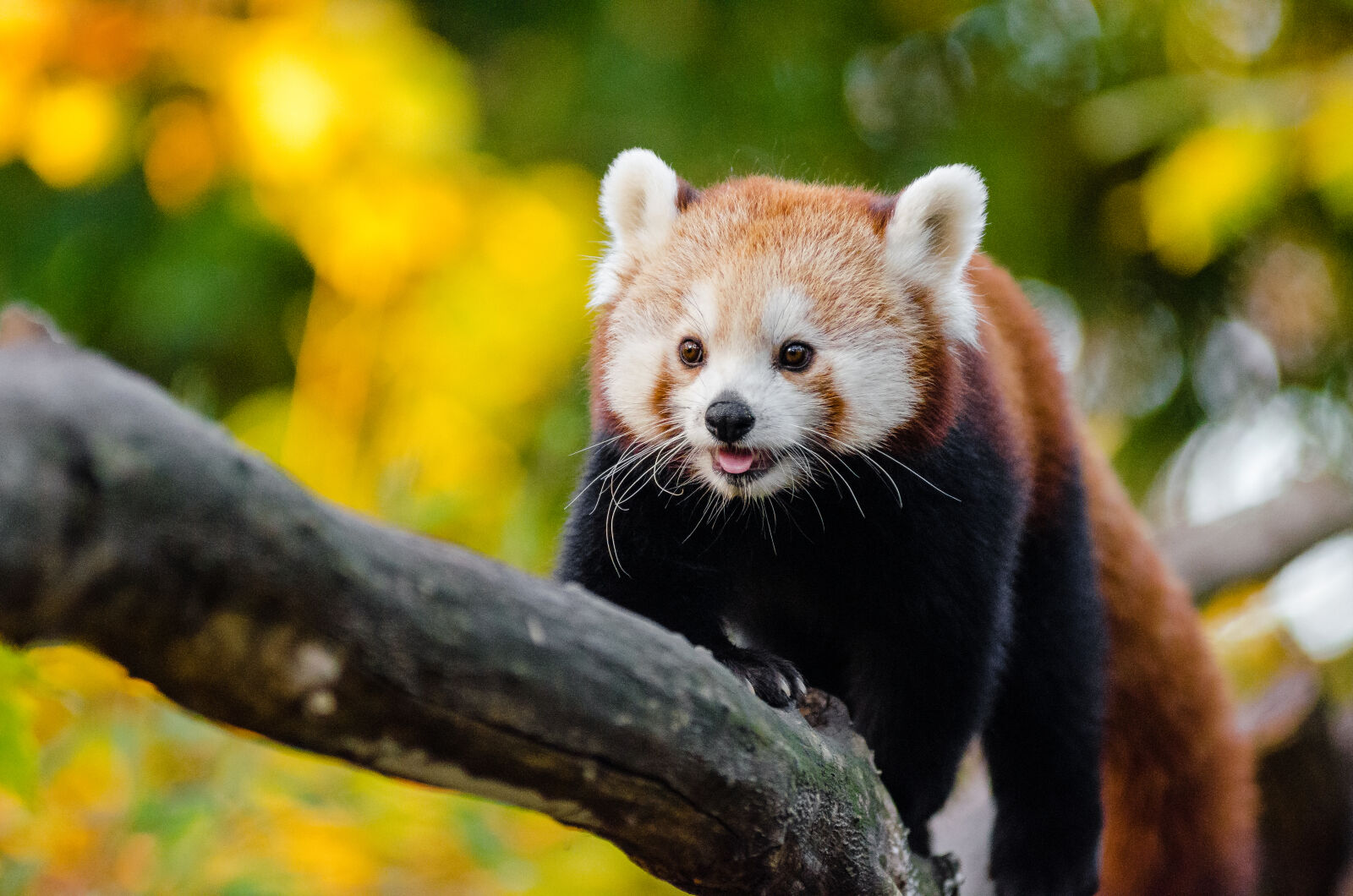 AF Zoom-Nikkor 80-200mm f/2.8 ED sample photo