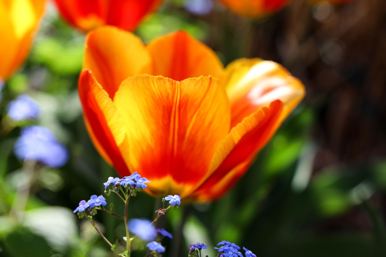 Canon RF 24-105mm F4L IS USM sample photo. Tulip, bright red, flowers photography