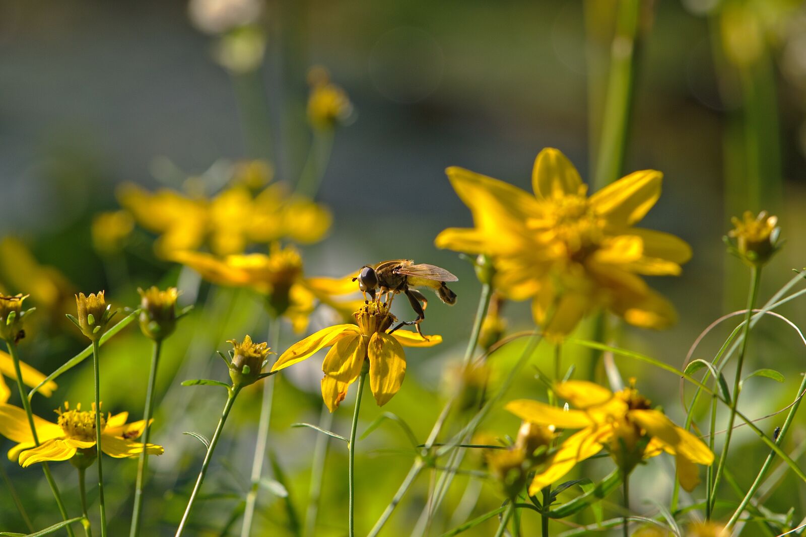 Nikon D5600 sample photo. Hoverfly, insect, flowers photography