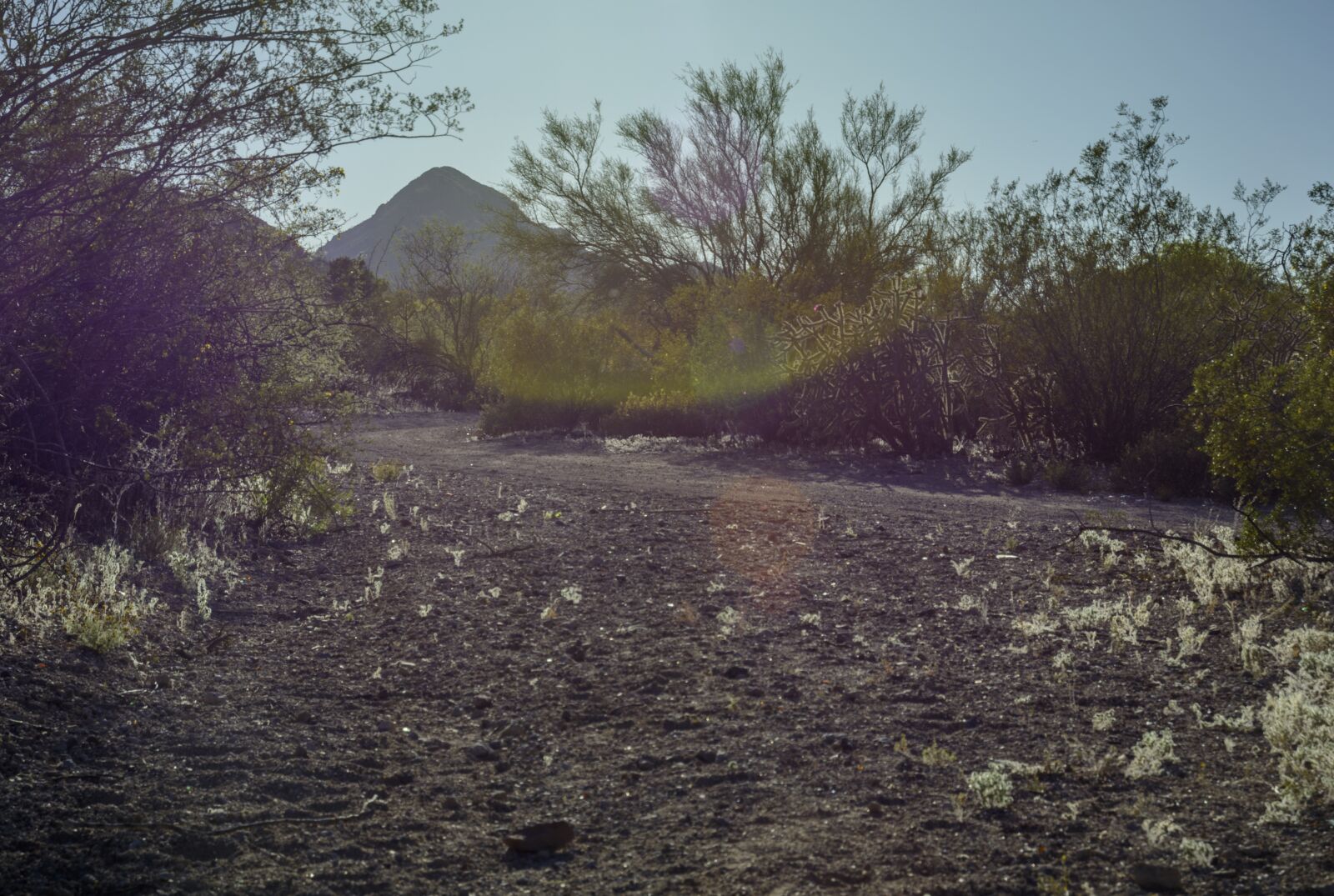 Nikon D5200 sample photo. Tucson, arizona, kennedy park photography
