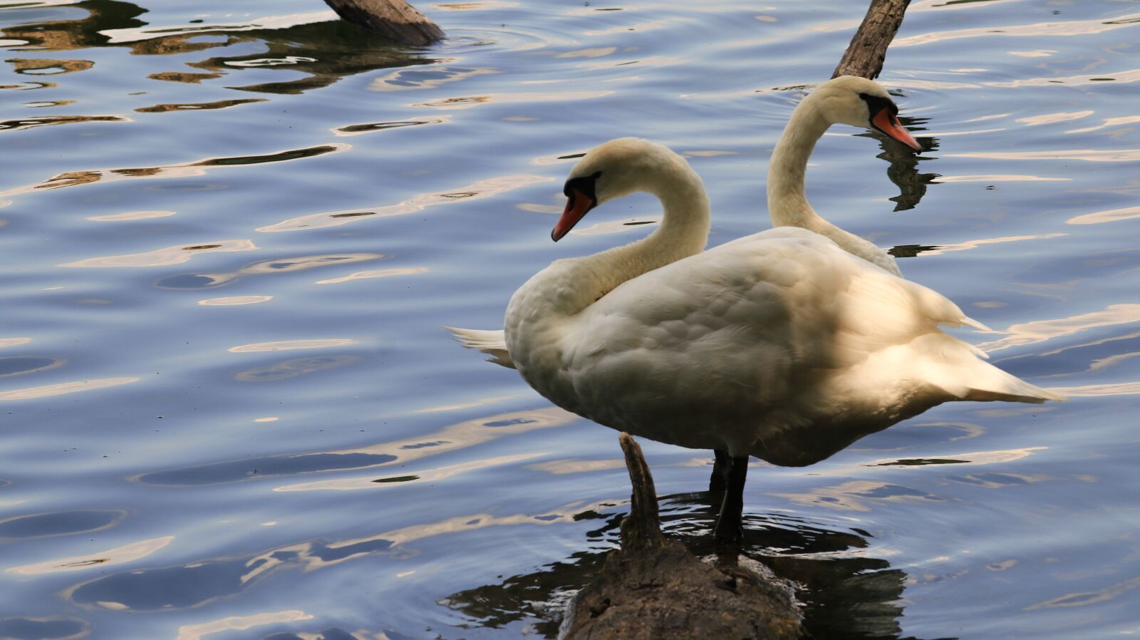 150-600mm F5-6.3 DG OS HSM | Contemporary 015 sample photo. Swans, bank, lake photography