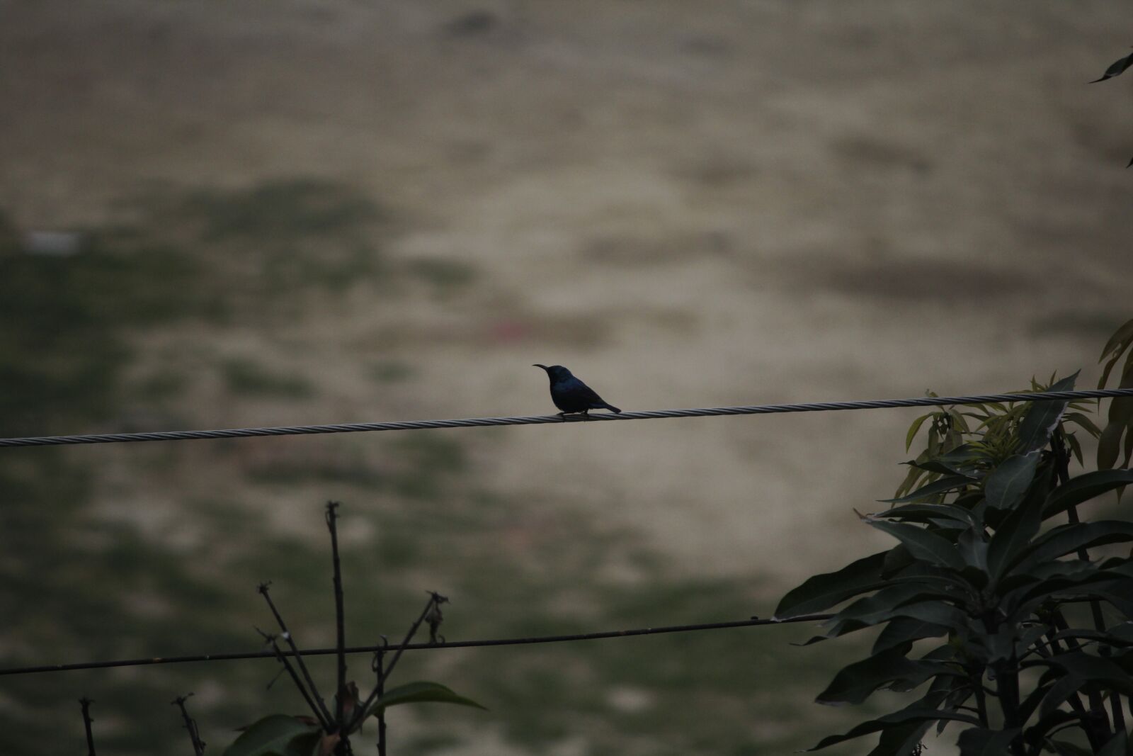 Canon EOS 1200D (EOS Rebel T5 / EOS Kiss X70 / EOS Hi) sample photo. Birds, nature, fly photography