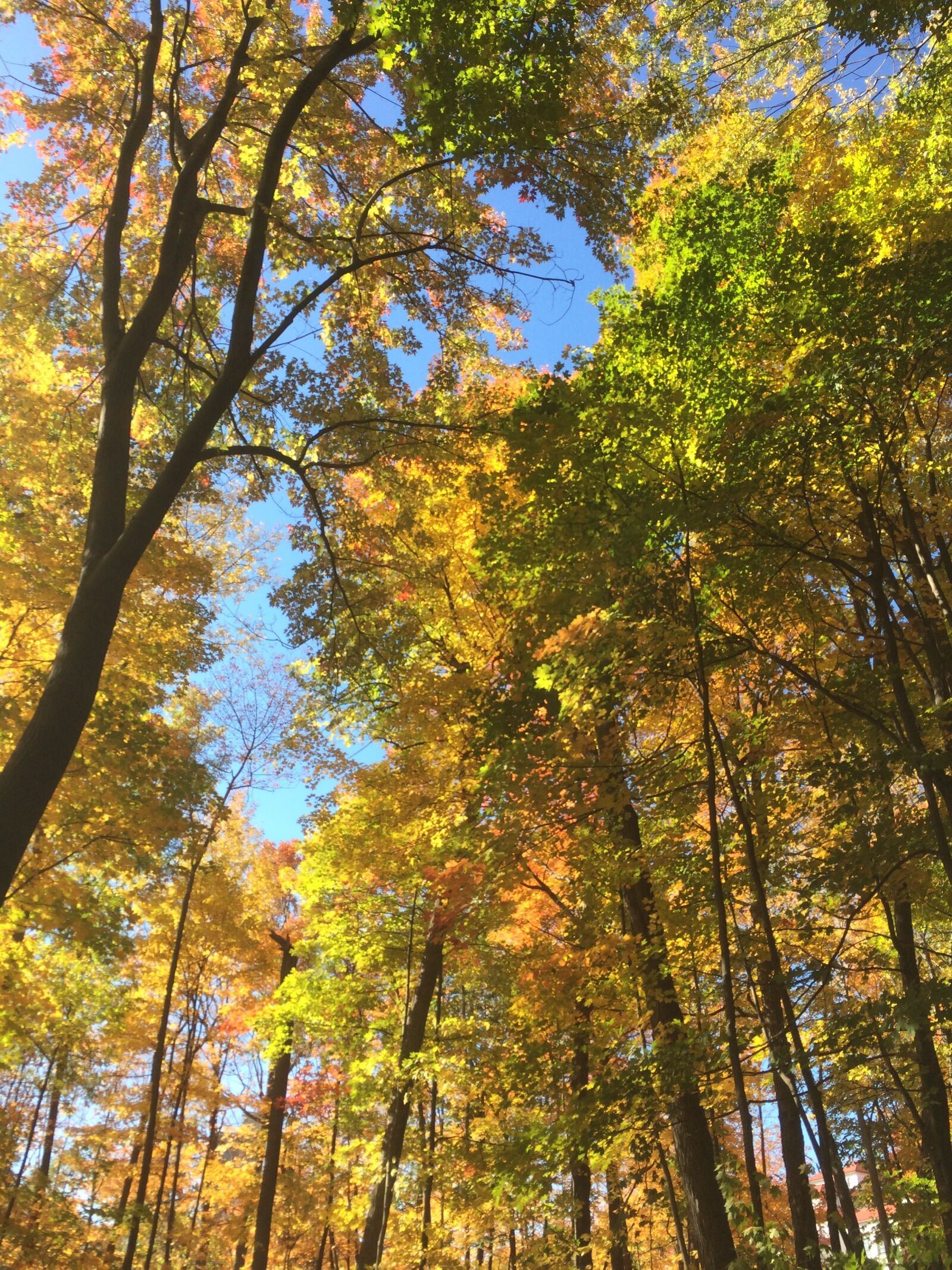 iPhone 5s back camera 4.15mm f/2.2 sample photo. Trees, autumn, forest photography