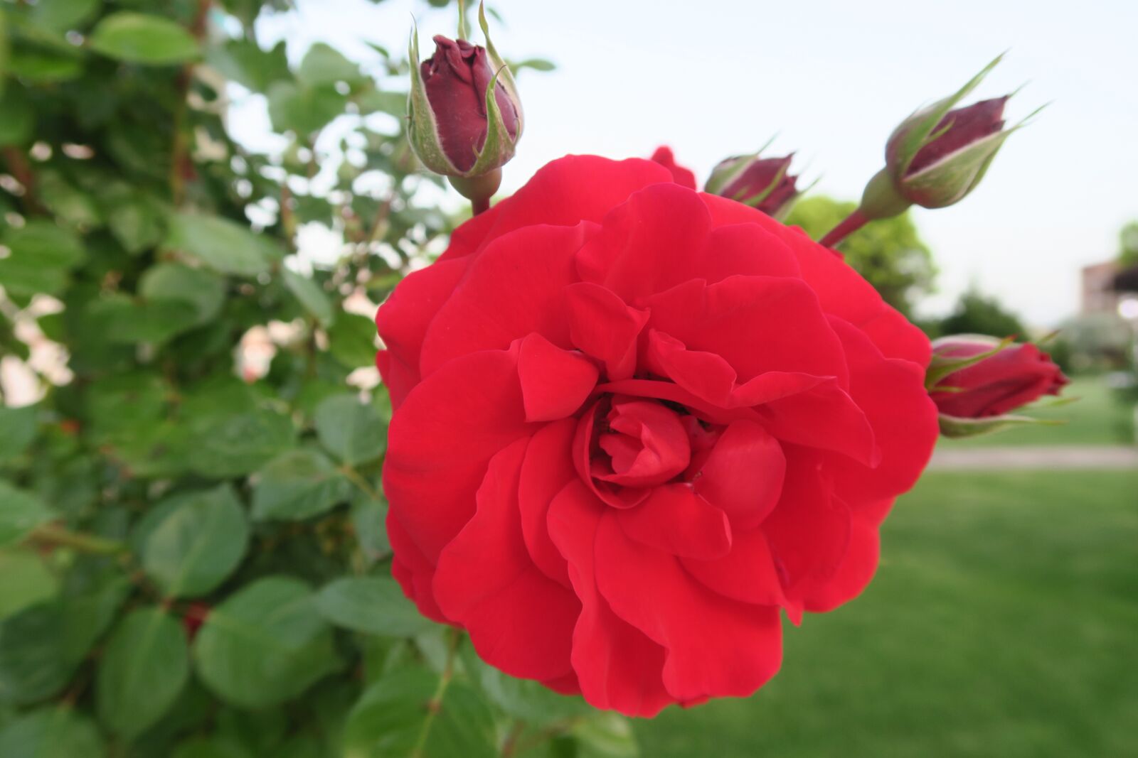 Canon PowerShot G7 X sample photo. Rose, bud, flower photography