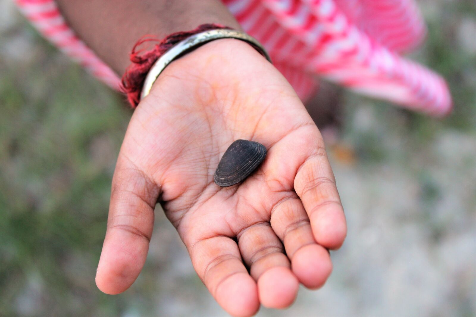 Canon EOS 550D (EOS Rebel T2i / EOS Kiss X4) sample photo. Small hand, seashell, hand photography