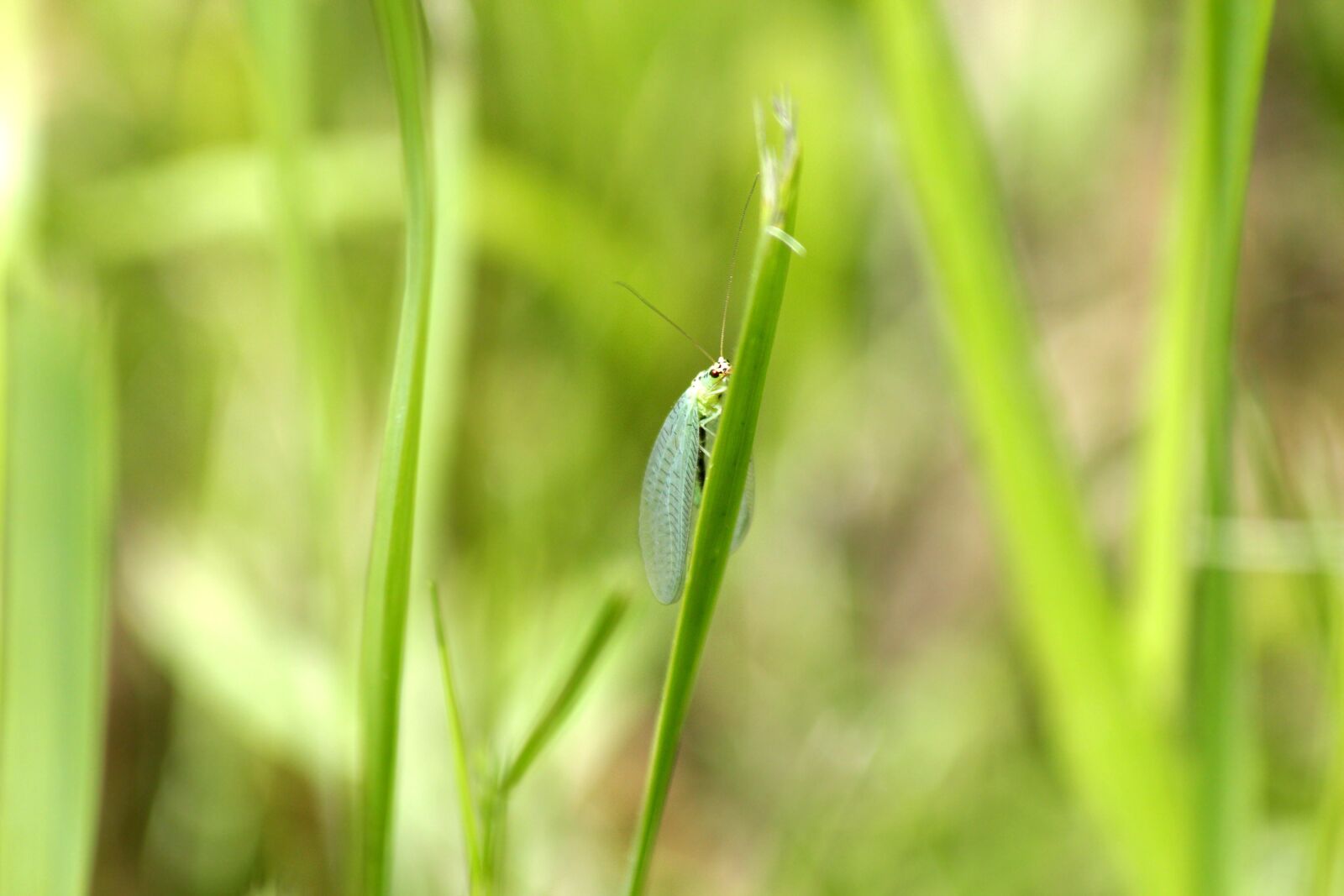 Canon EOS 650D (EOS Rebel T4i / EOS Kiss X6i) sample photo. Zlatovlaska, plennitsa, insect photography