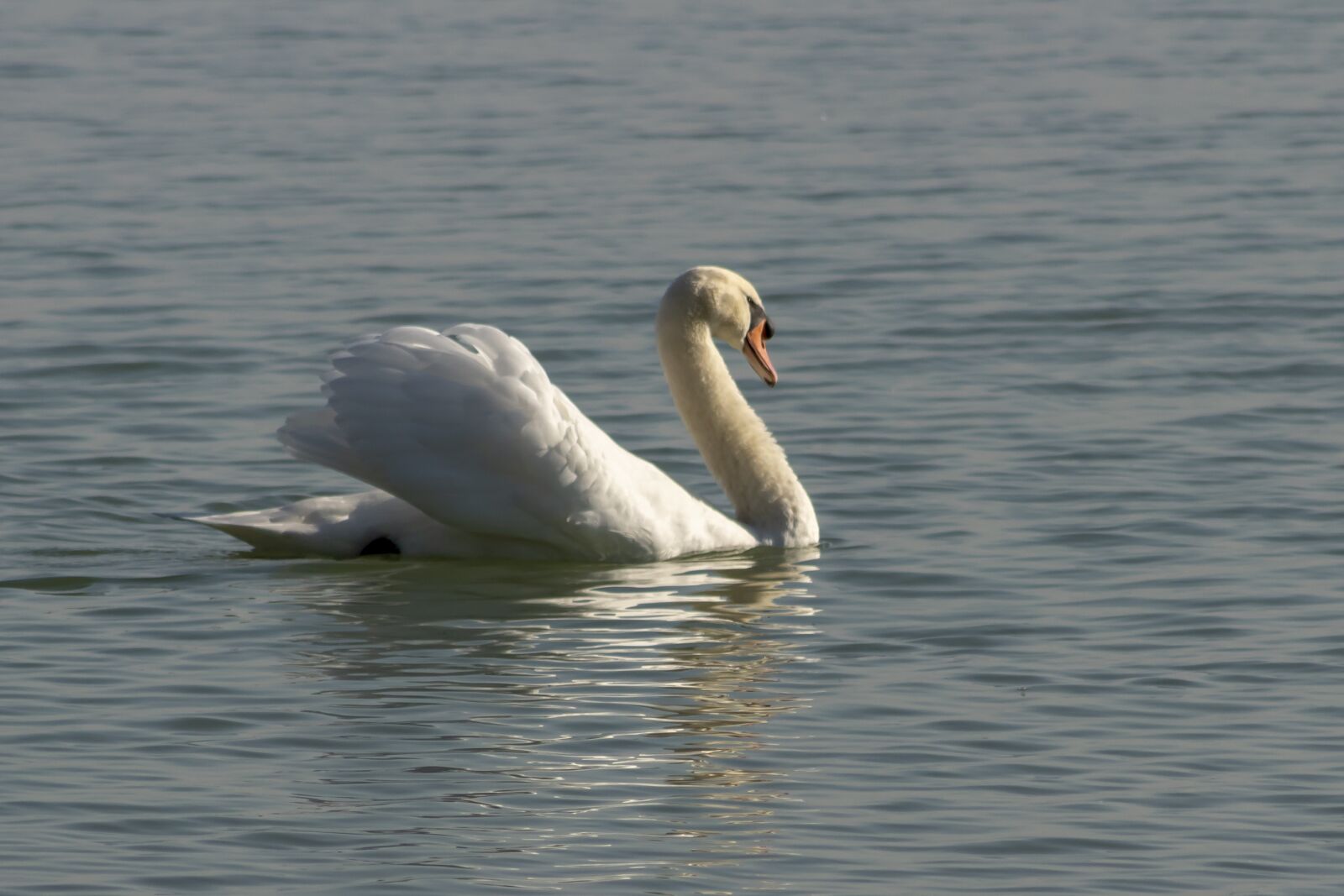 Canon EF75-300mm f/4-5.6 sample photo. Mute swan, bird, swim photography