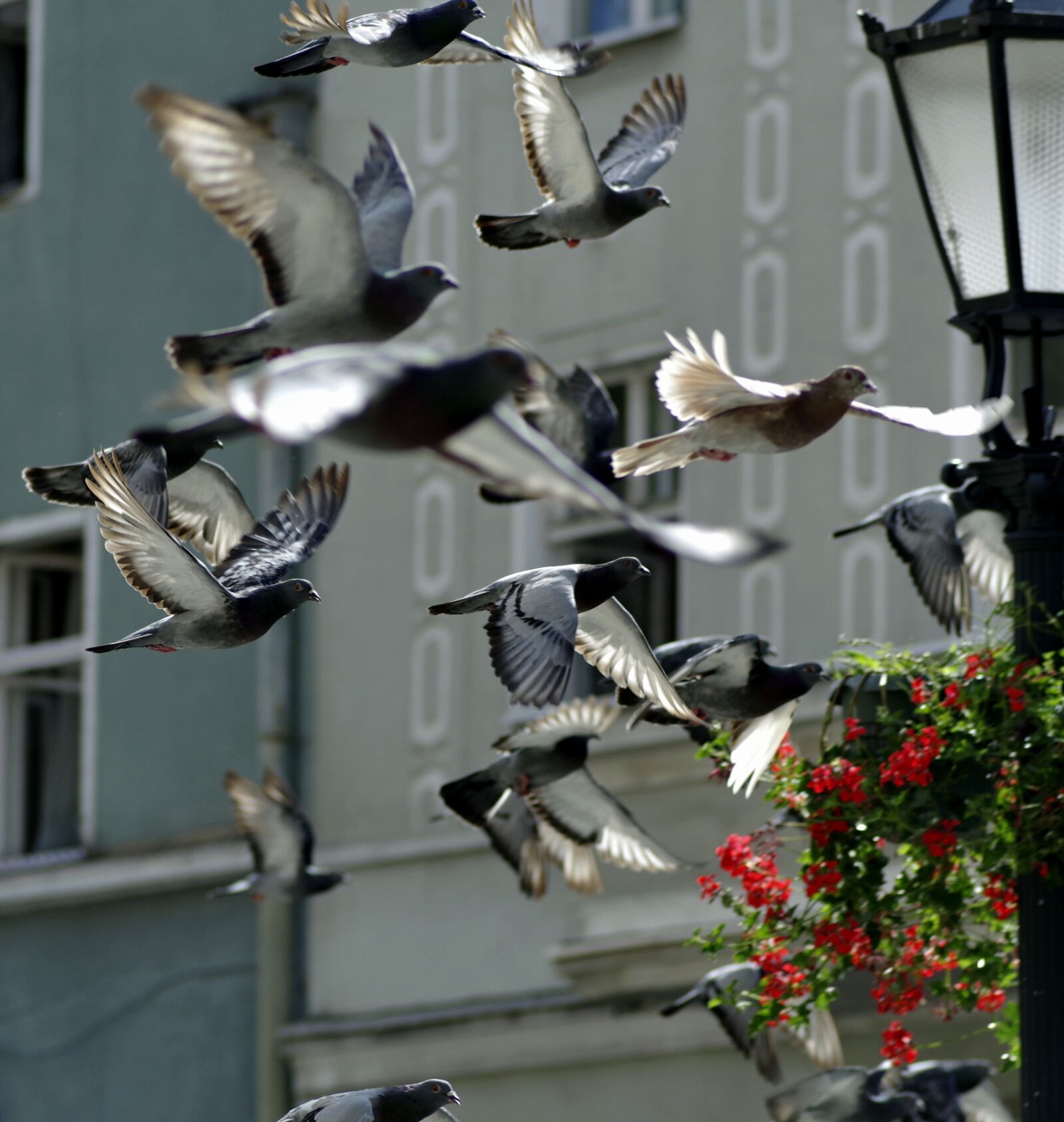 Pentax K-S2 sample photo. Pigeons, birds, fly photography