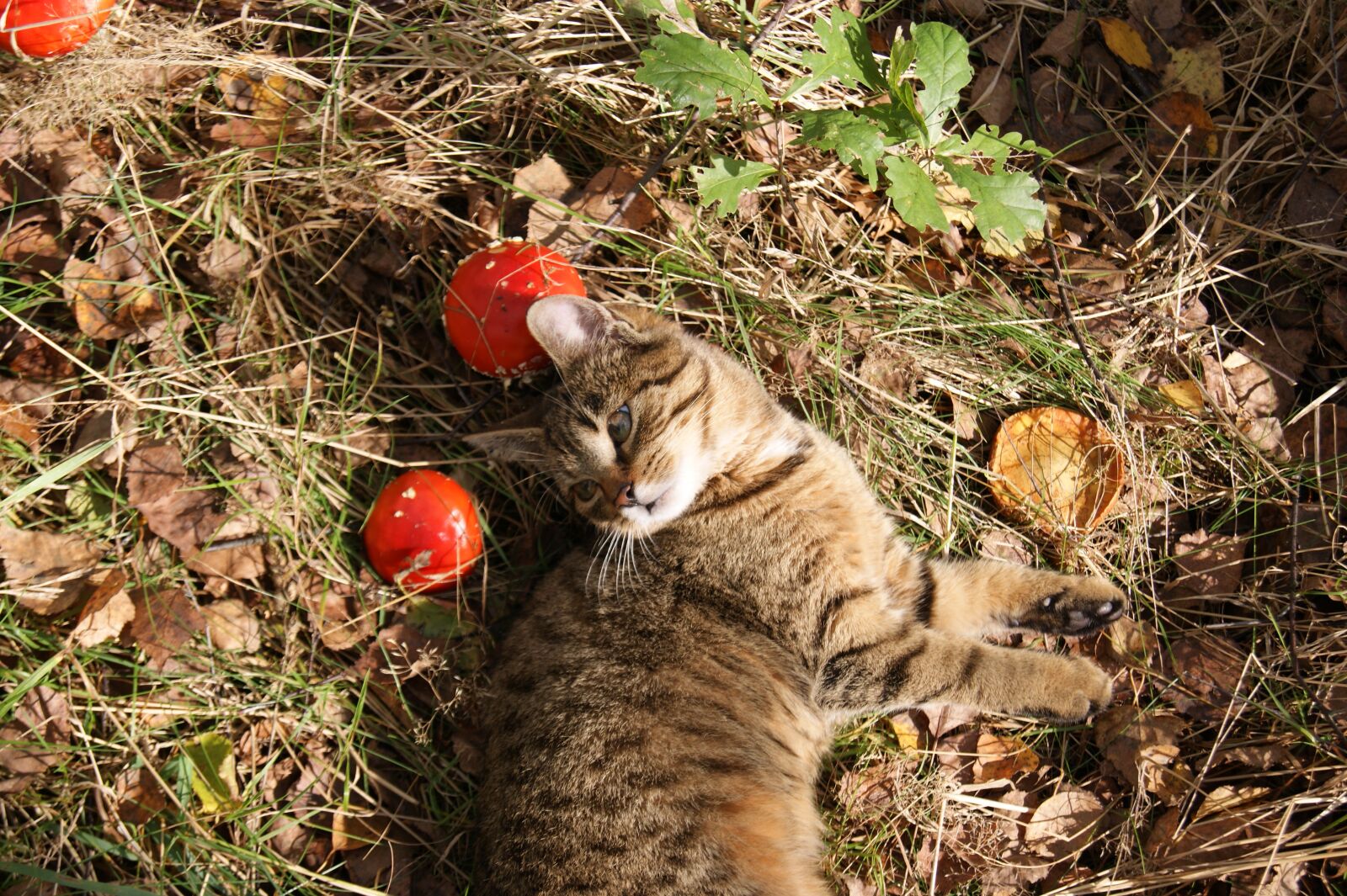 Sony Alpha DSLR-A390 sample photo. Cat, autumn, autumn gold photography