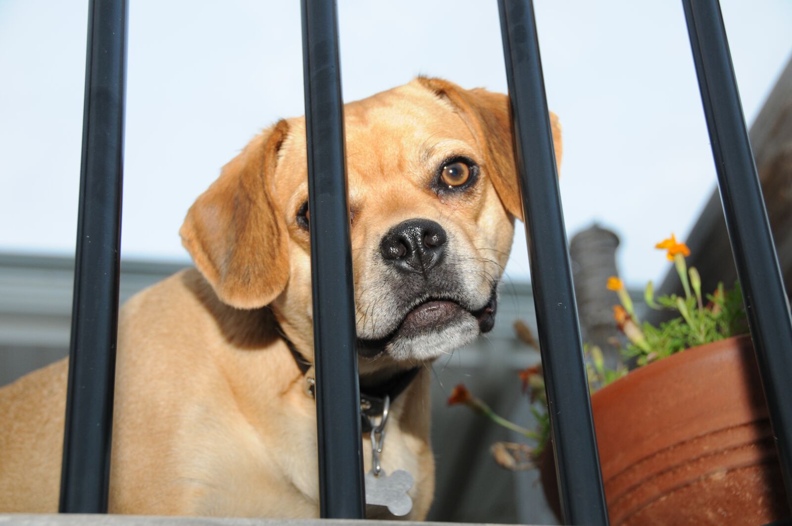 Nikon D300 sample photo. Puppy, dog, pet photography