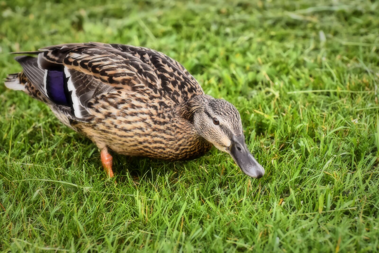 Nikon D7200 sample photo. Mallard, poultry, bird photography