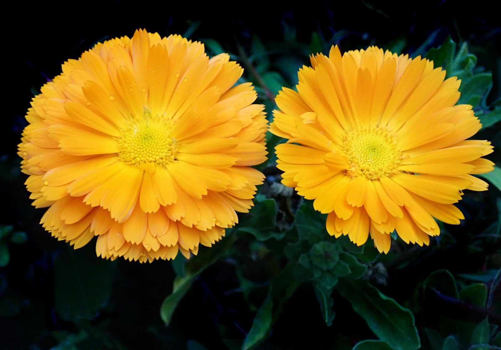 Olympus TG-5 sample photo. Marigolds, flowers, yellow flowers photography