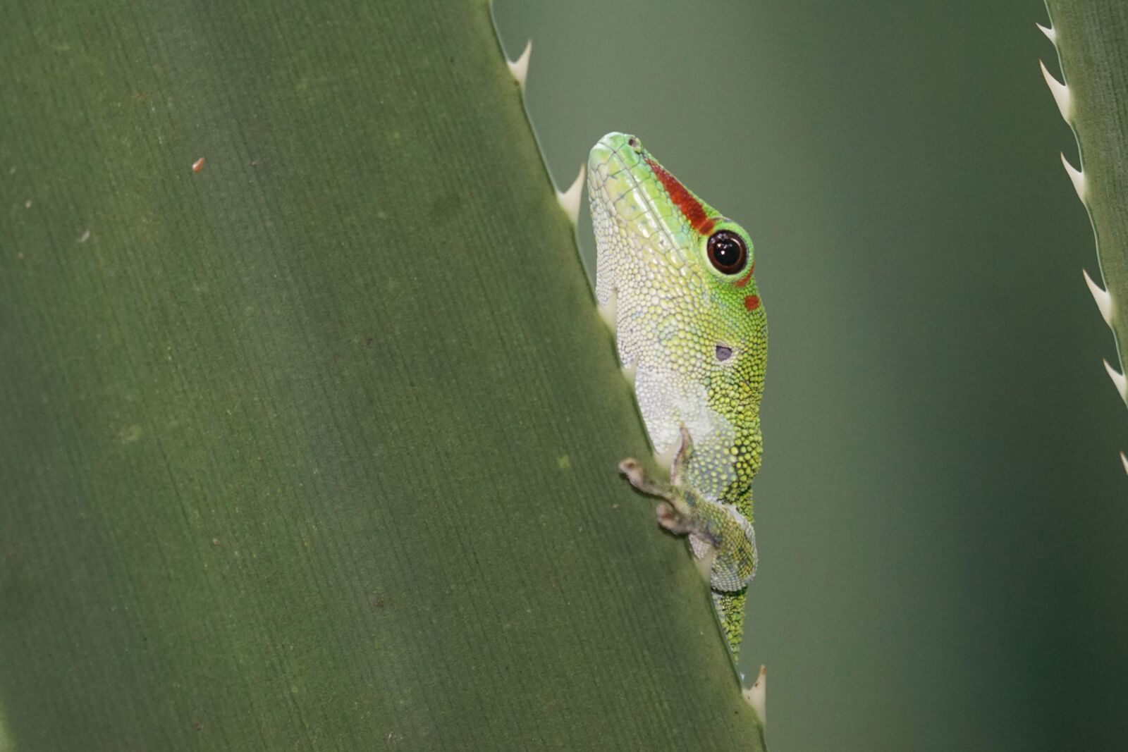 Sony ILCA-77M2 + Sony 70-400mm F4-5.6 G SSM sample photo. Animals, reptile, gecko photography