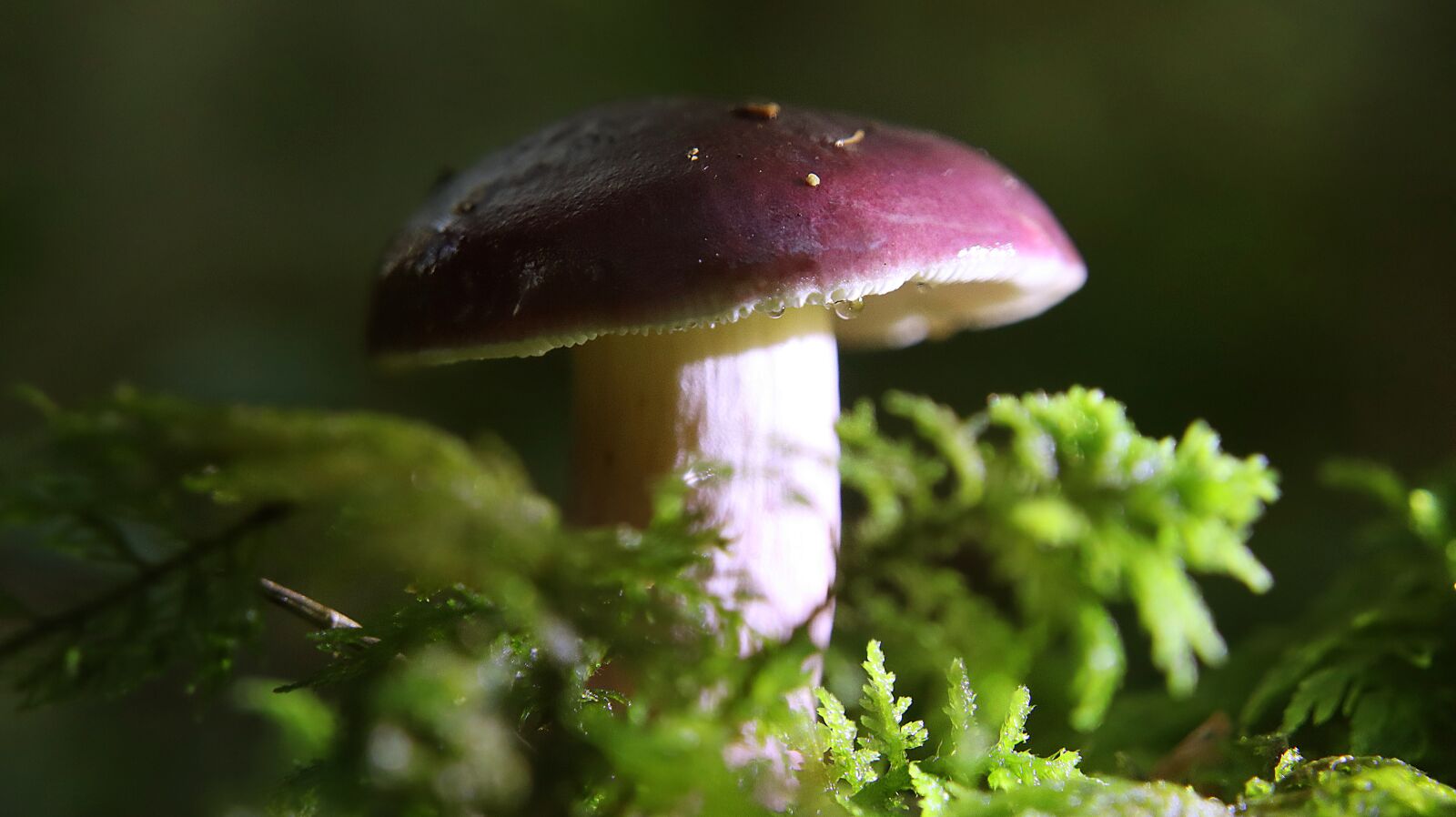 Canon EF-M 15-45mm F3.5-6.3 IS STM sample photo. Mushrooms, forest, nature photography