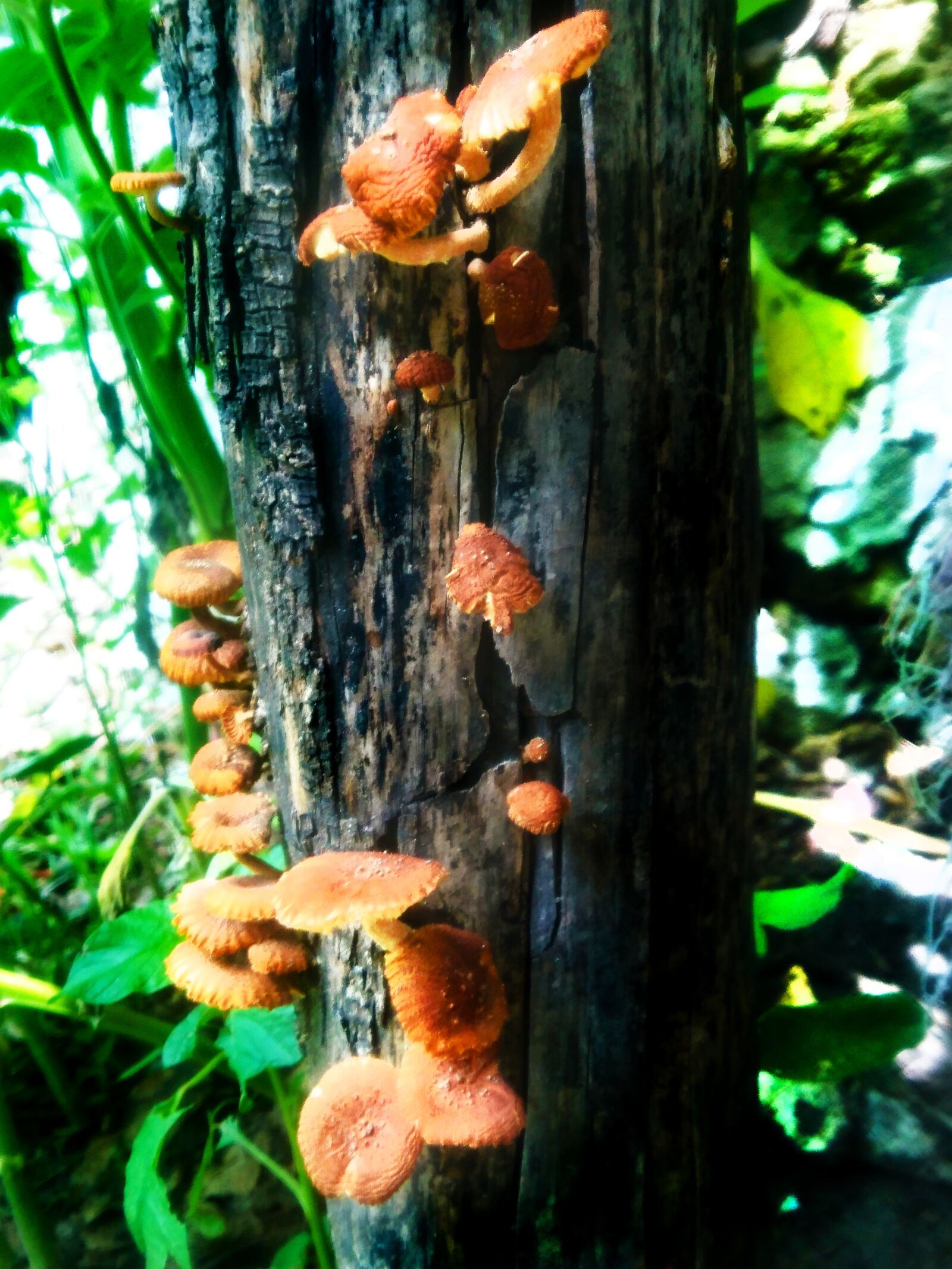 Sony Xperia Z5 Compact sample photo. Nature, fungi, forest photography