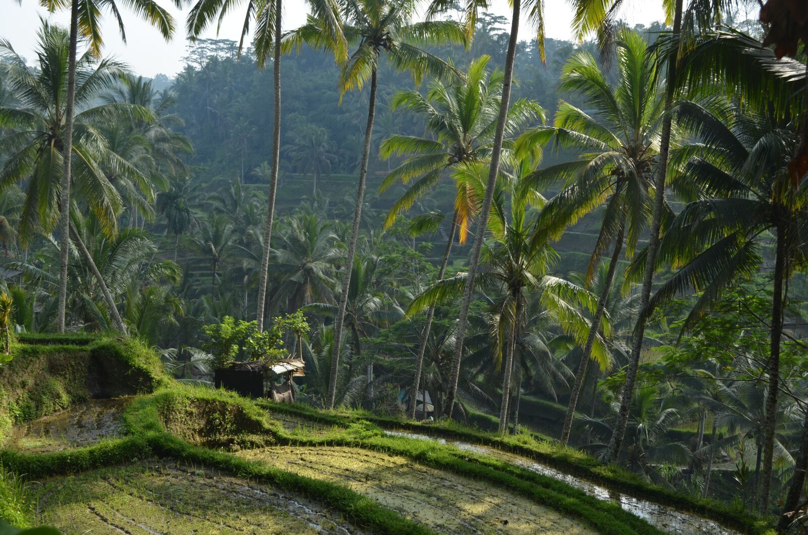 Nikon D5100 sample photo. Indonesia, bali, travel photography