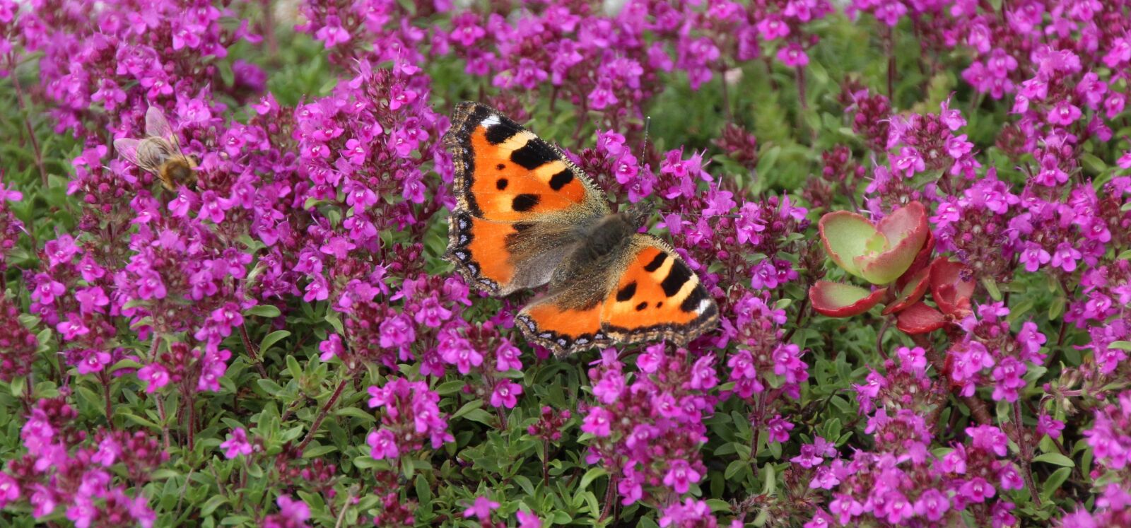 Canon EOS 1200D (EOS Rebel T5 / EOS Kiss X70 / EOS Hi) sample photo. Butterfly, insect photography