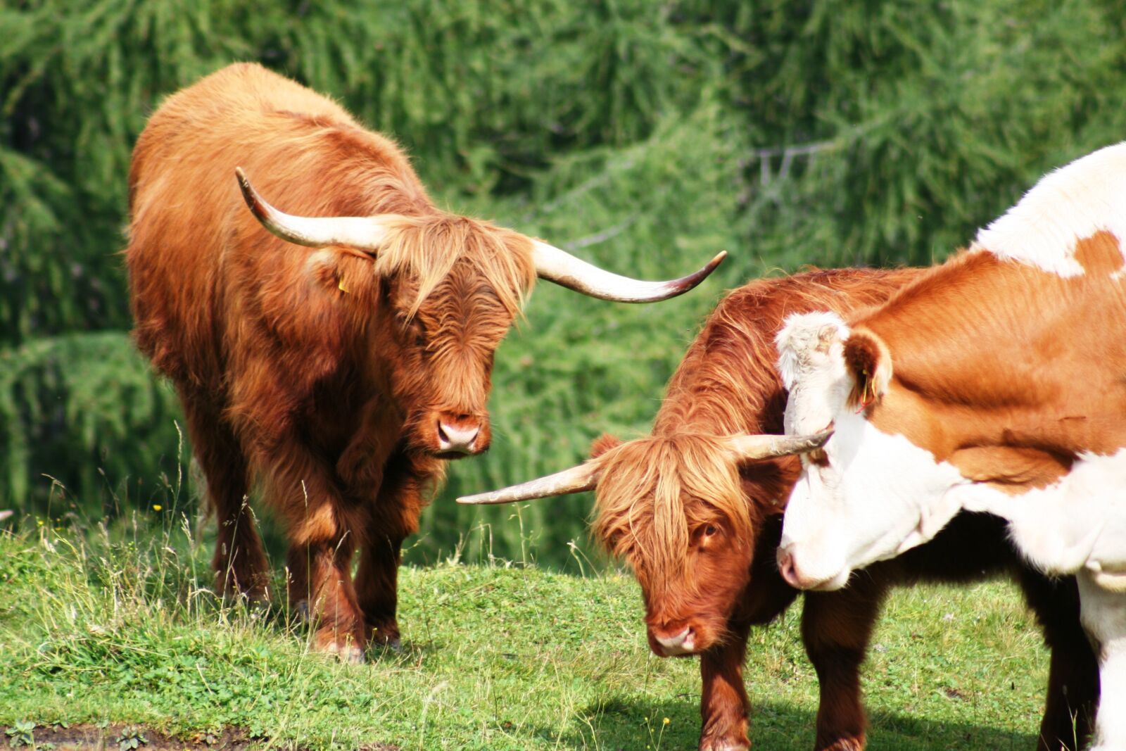 Canon EOS 350D (EOS Digital Rebel XT / EOS Kiss Digital N) sample photo. Cow, alm, pasture photography