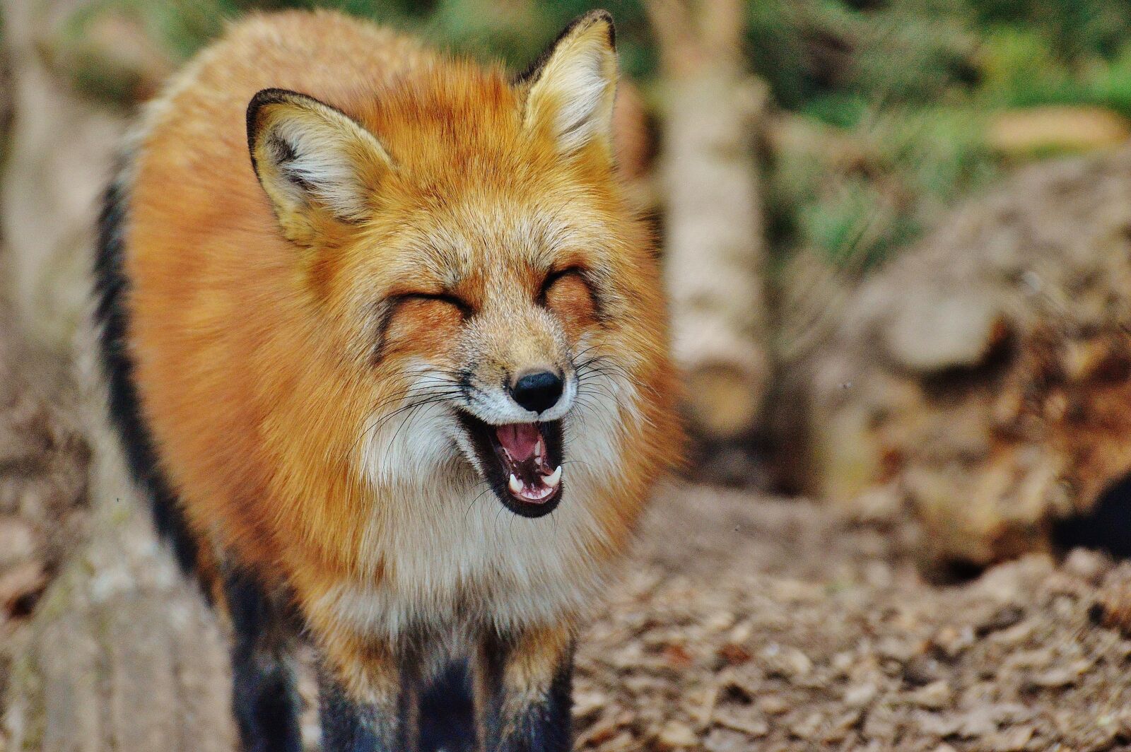 Nikon D3200 sample photo. Fuchs, wildpark poing, animal photography