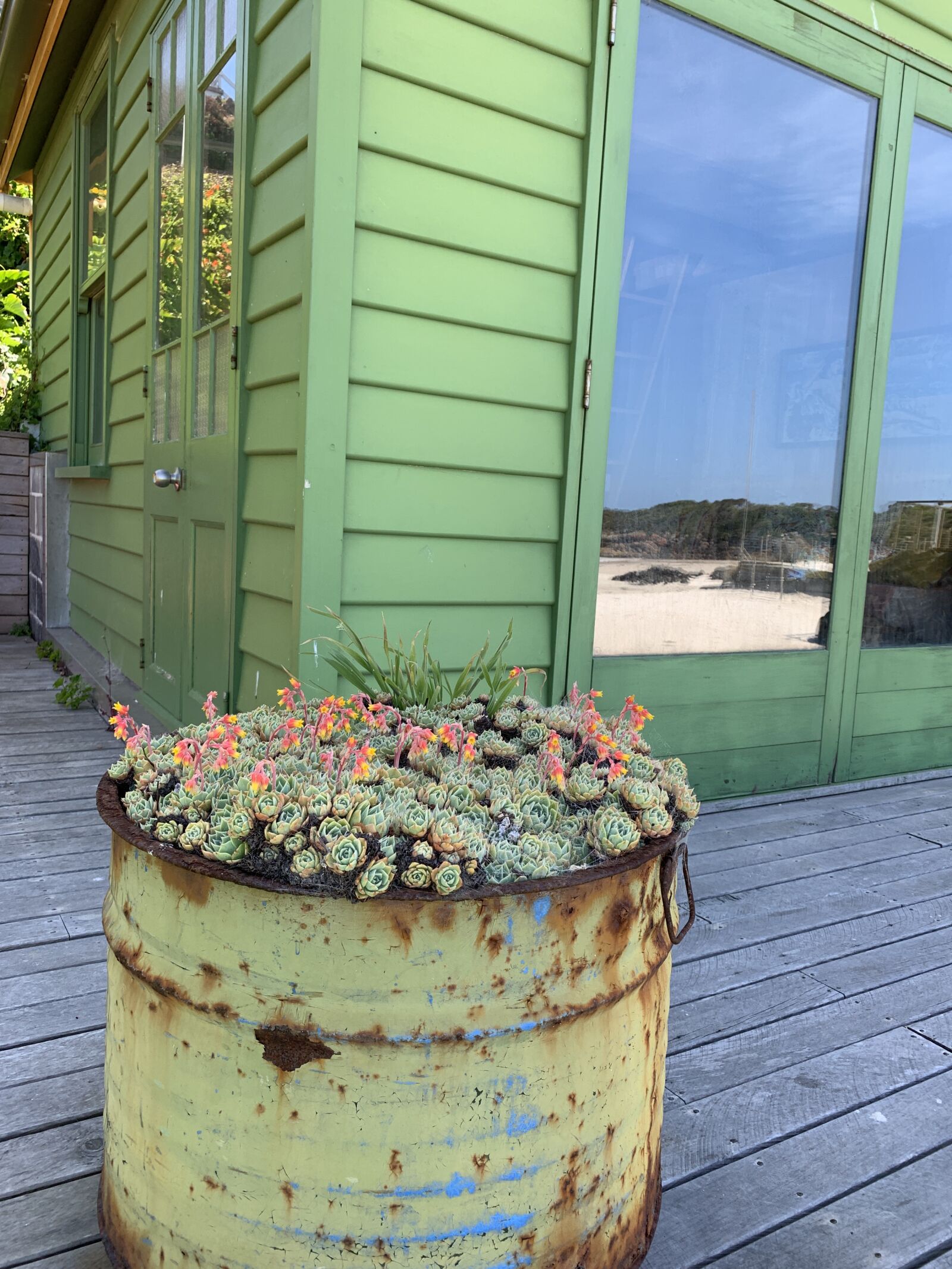 iPhone XS back dual camera 4.25mm f/1.8 sample photo. Green, lime green, shack photography