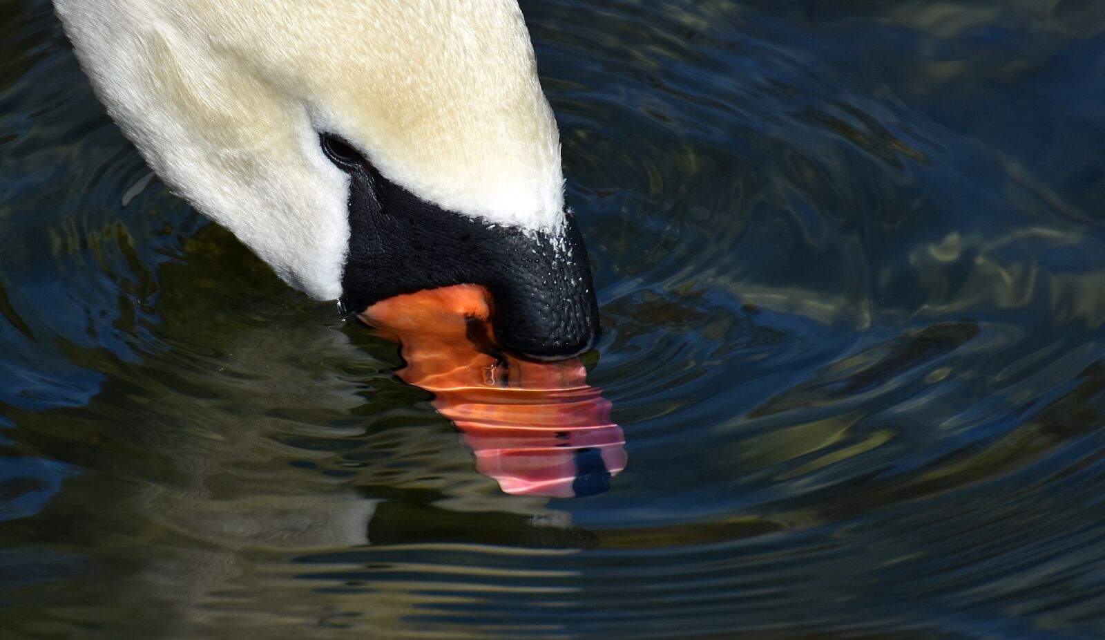 Nikon D7200 sample photo. Swan, elegant, noble photography